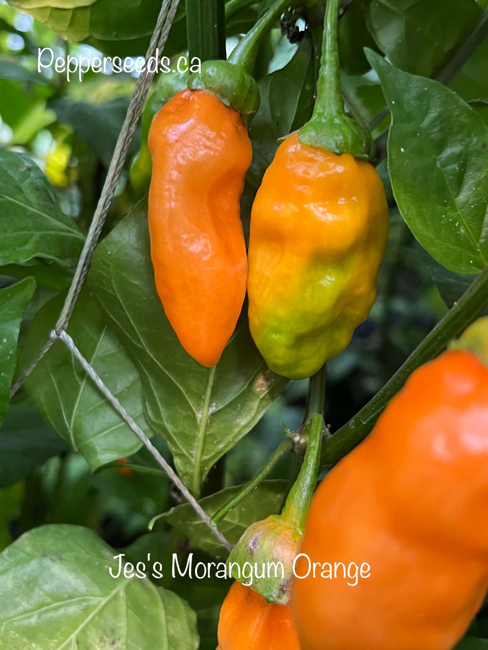 Jes's Morangum Orange