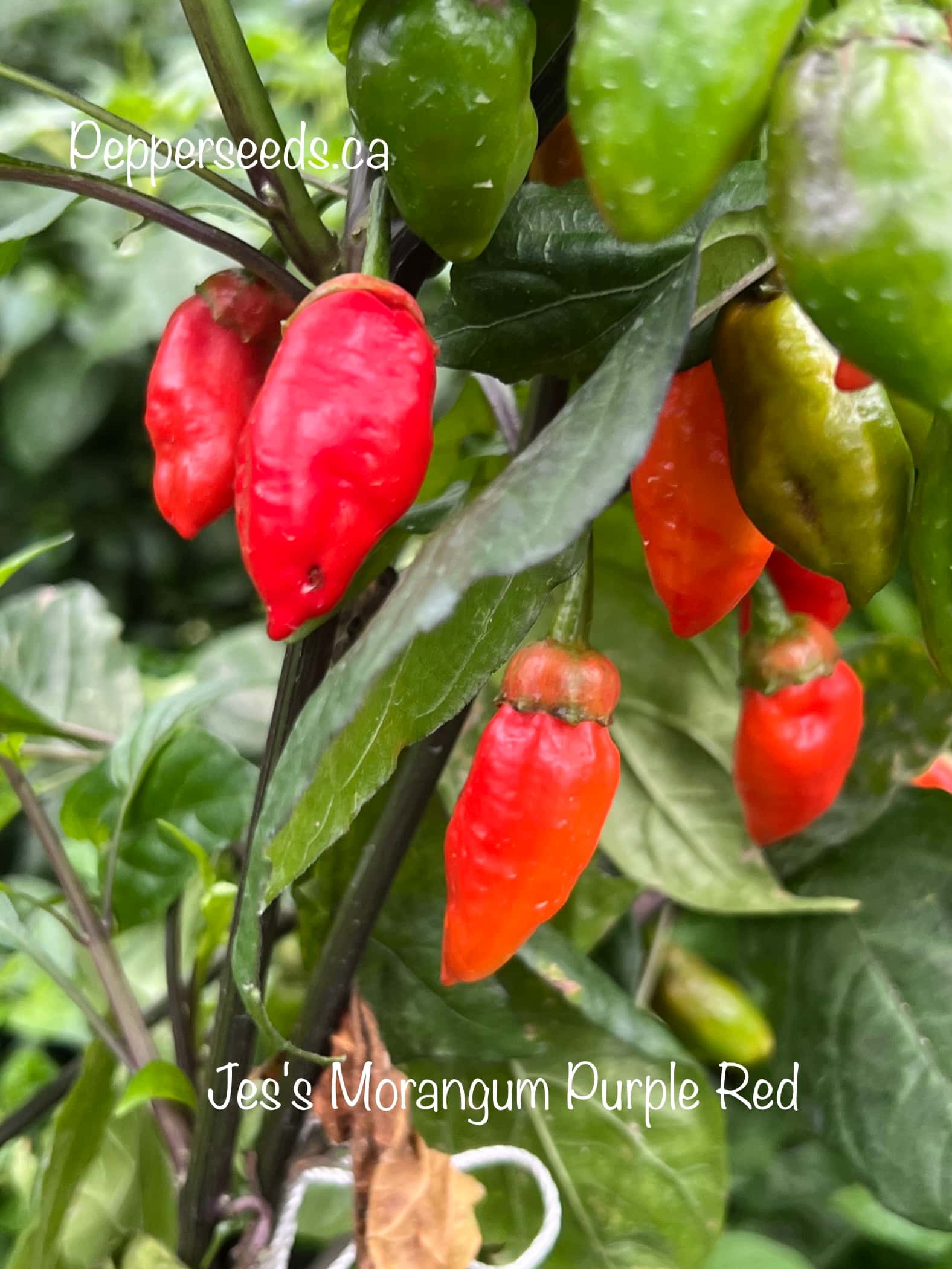 Jes's Morangum Purple Red