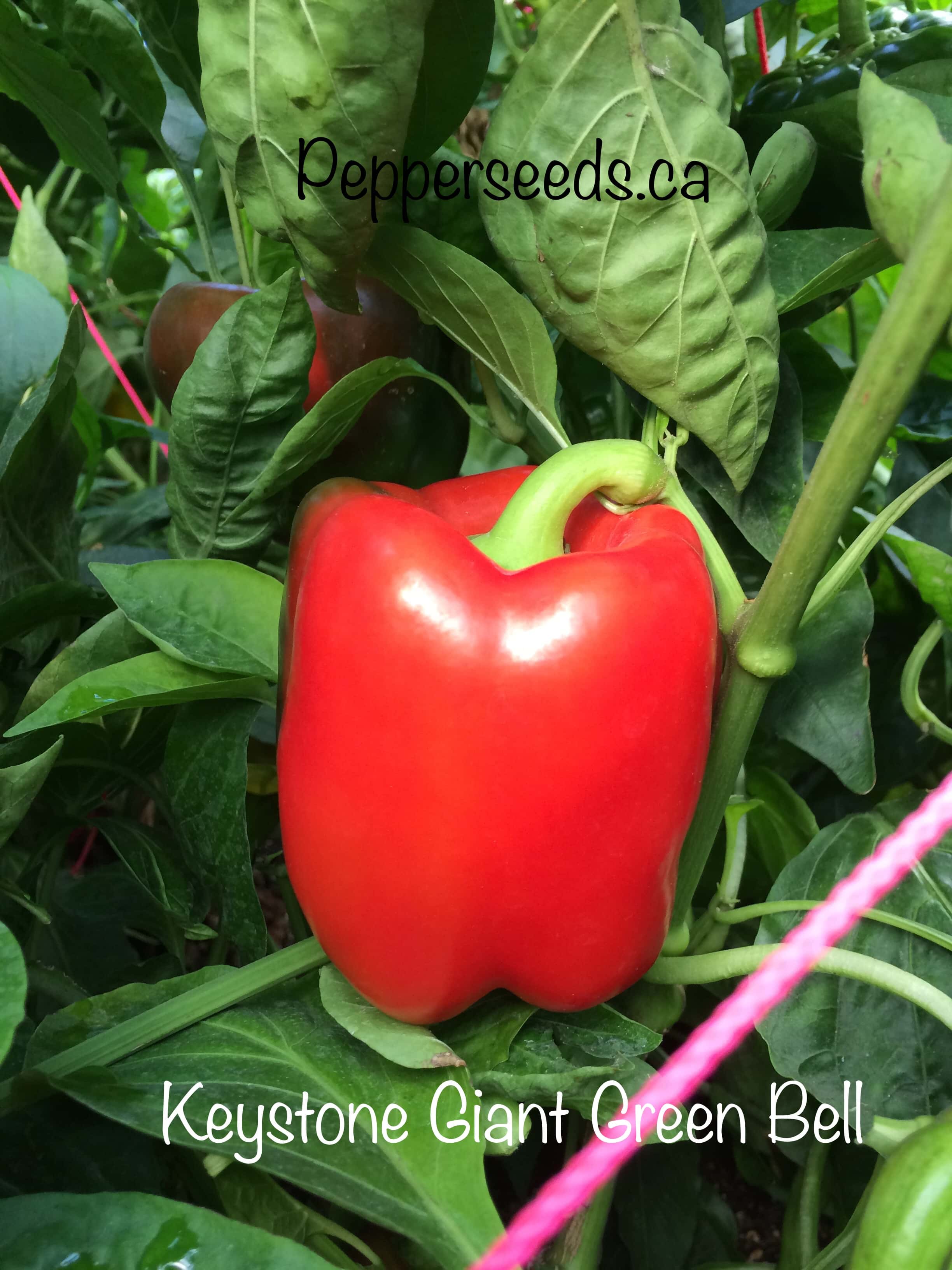 Keystone Giant Green Bell