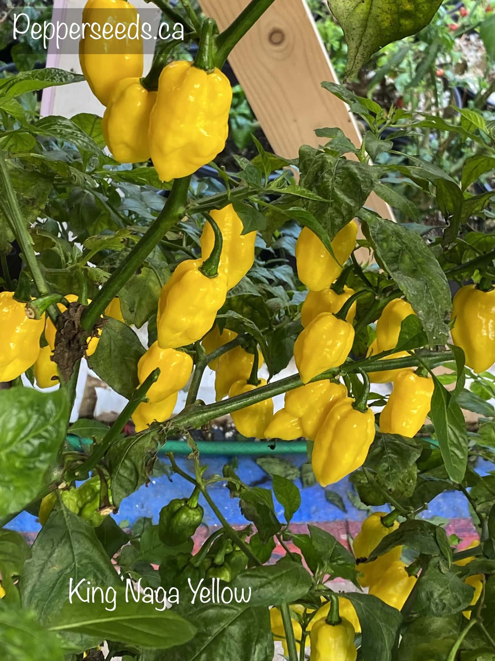 King Naga Yellow