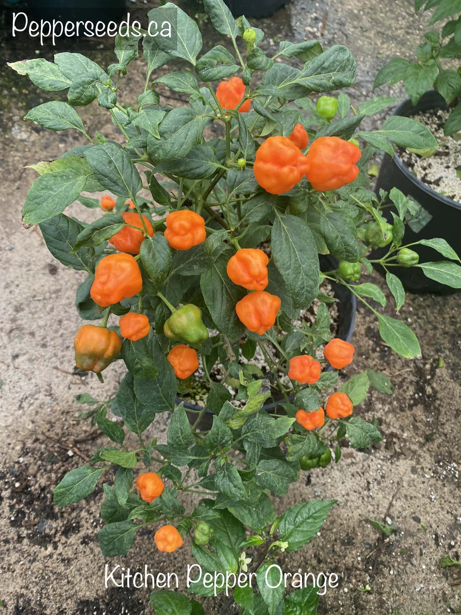 Kitchen Pepper Orange