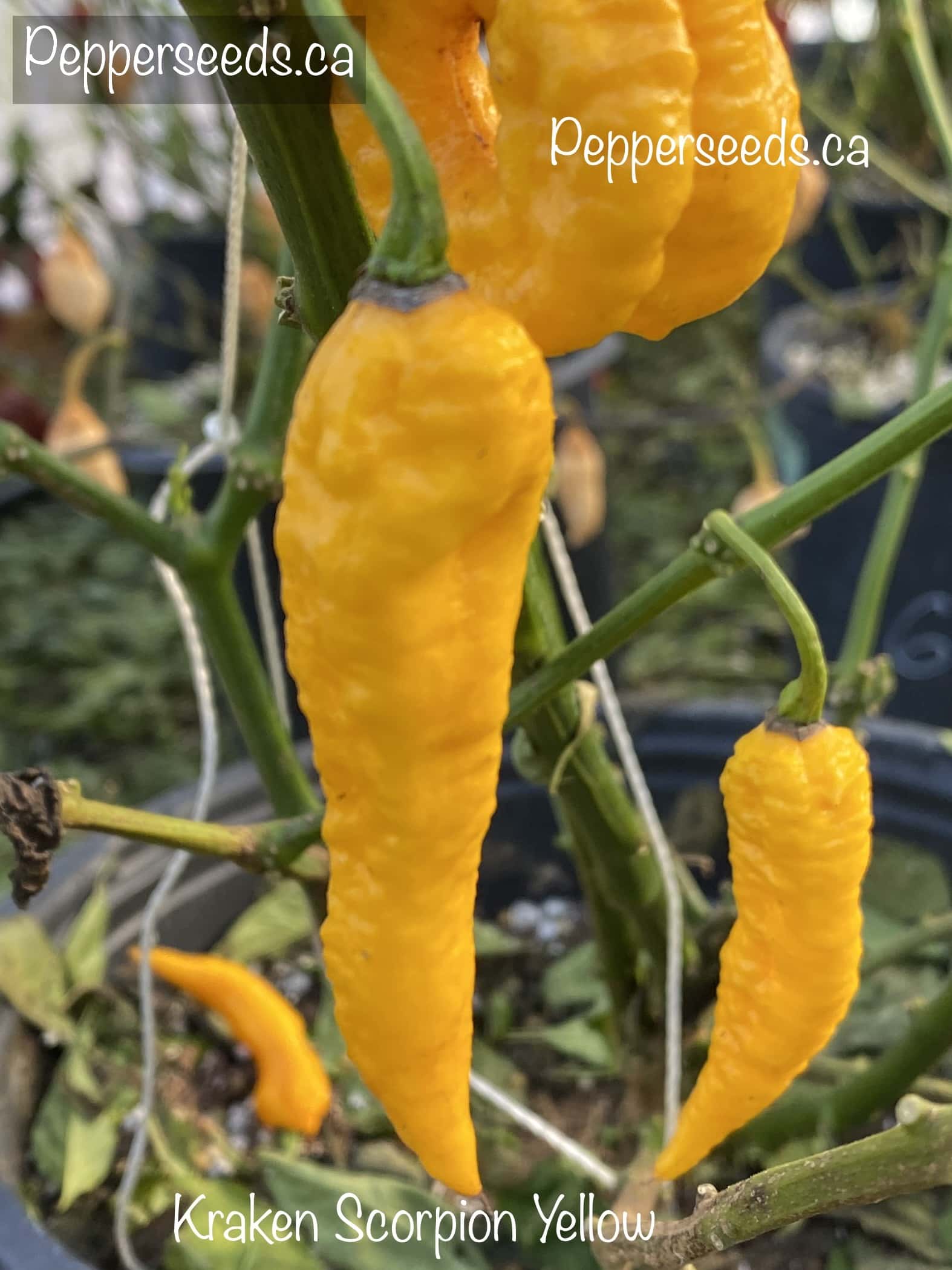 Kraken Scorpion Yellow