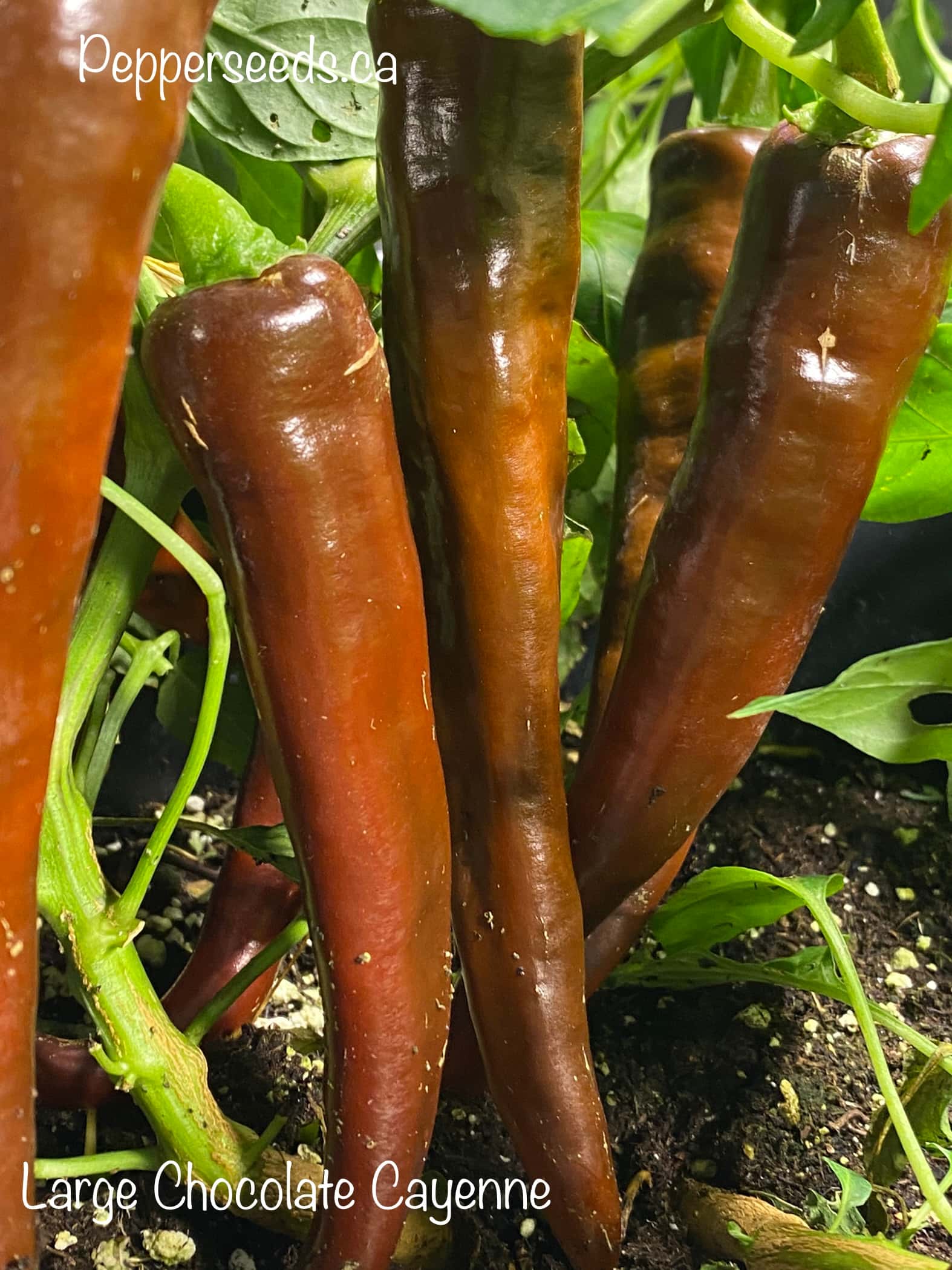 Large Chocolate Cayenne