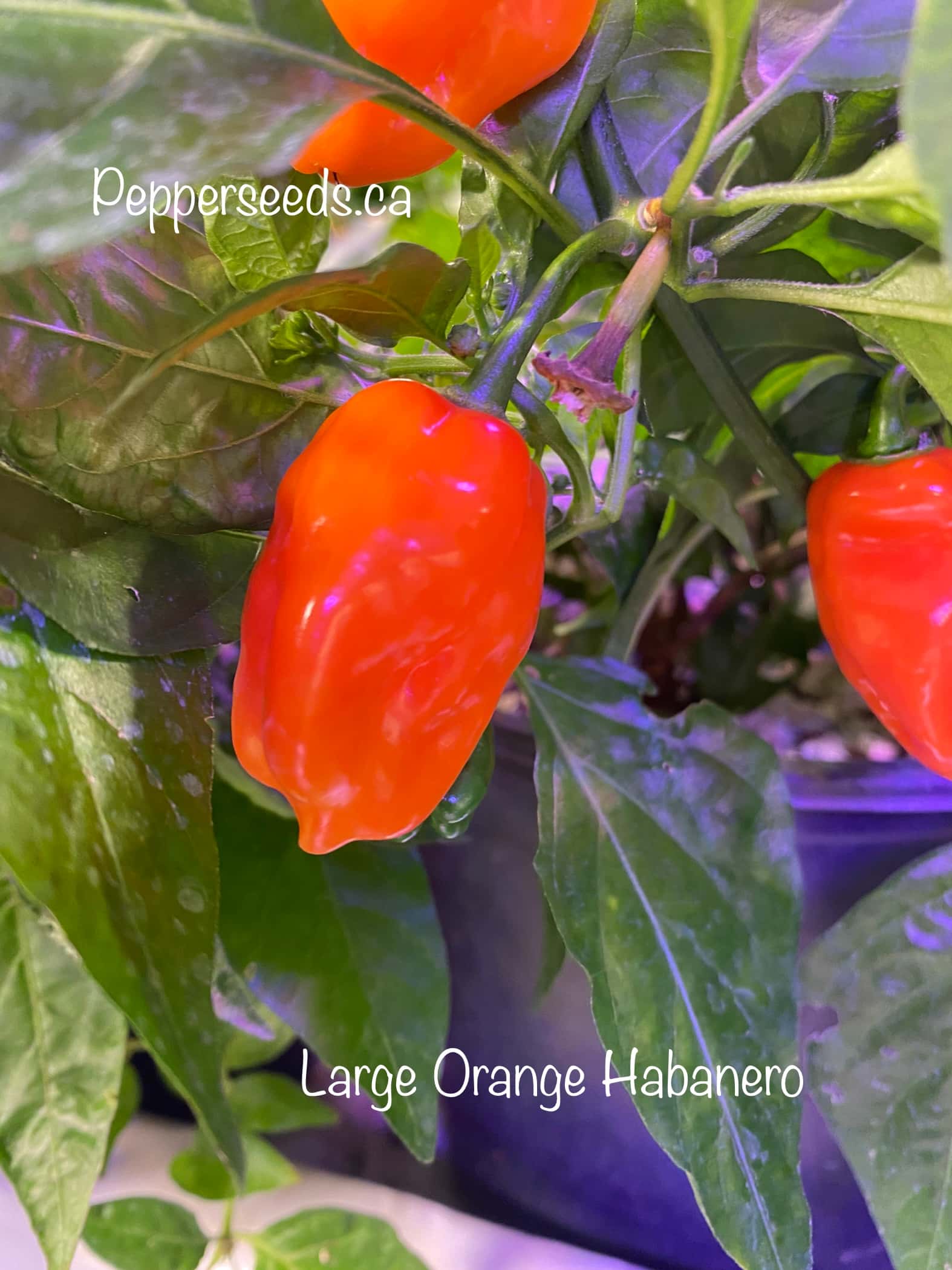 Large Orange Habanero