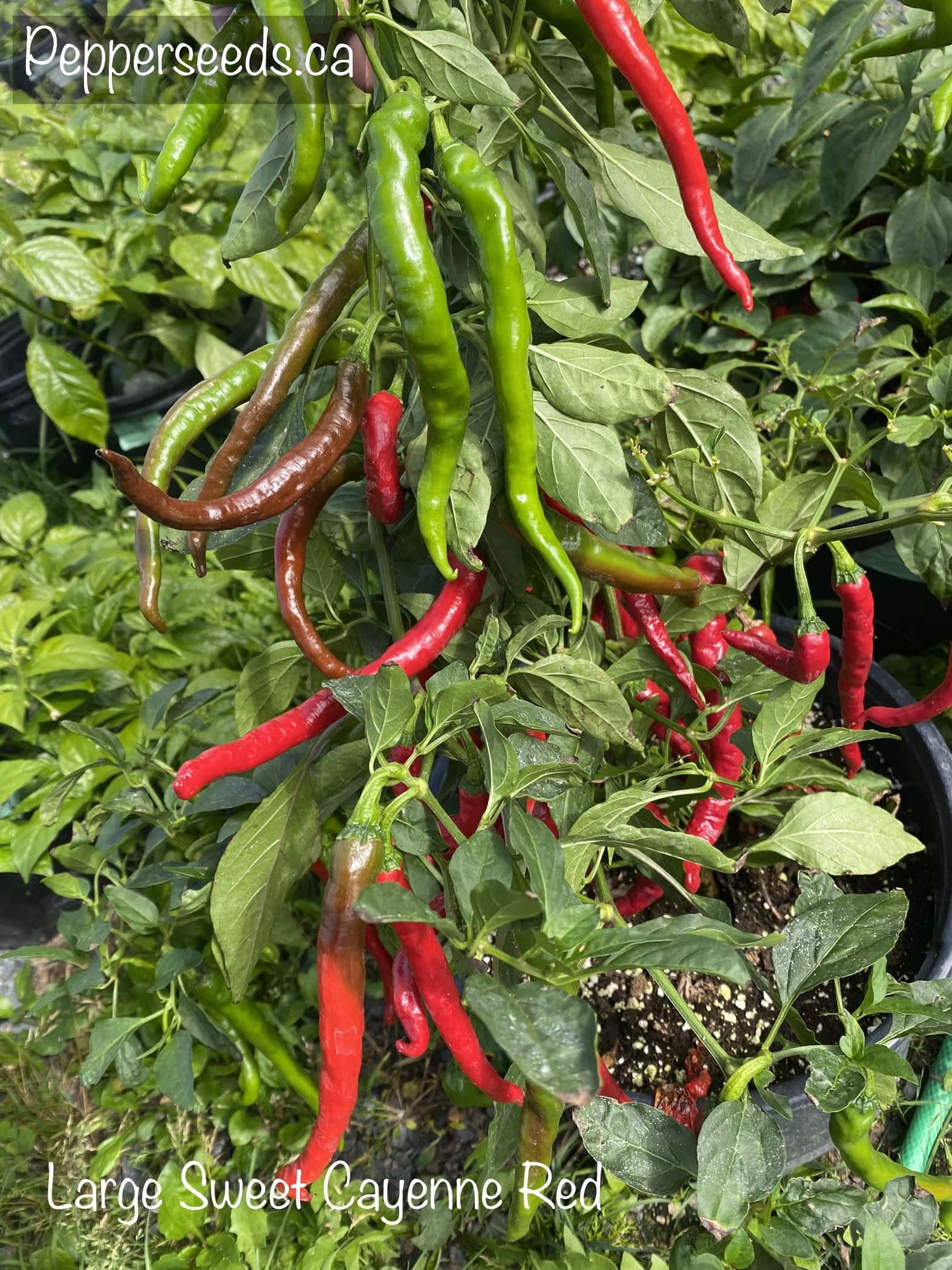 Large Sweet Cayenne Red