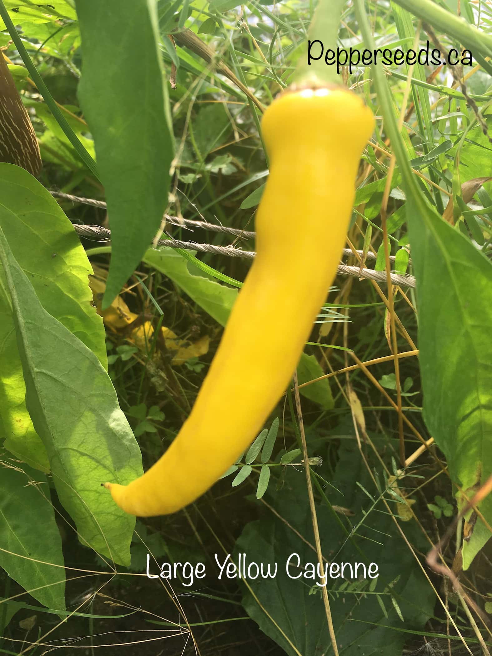 Large Yellow Cayenne
