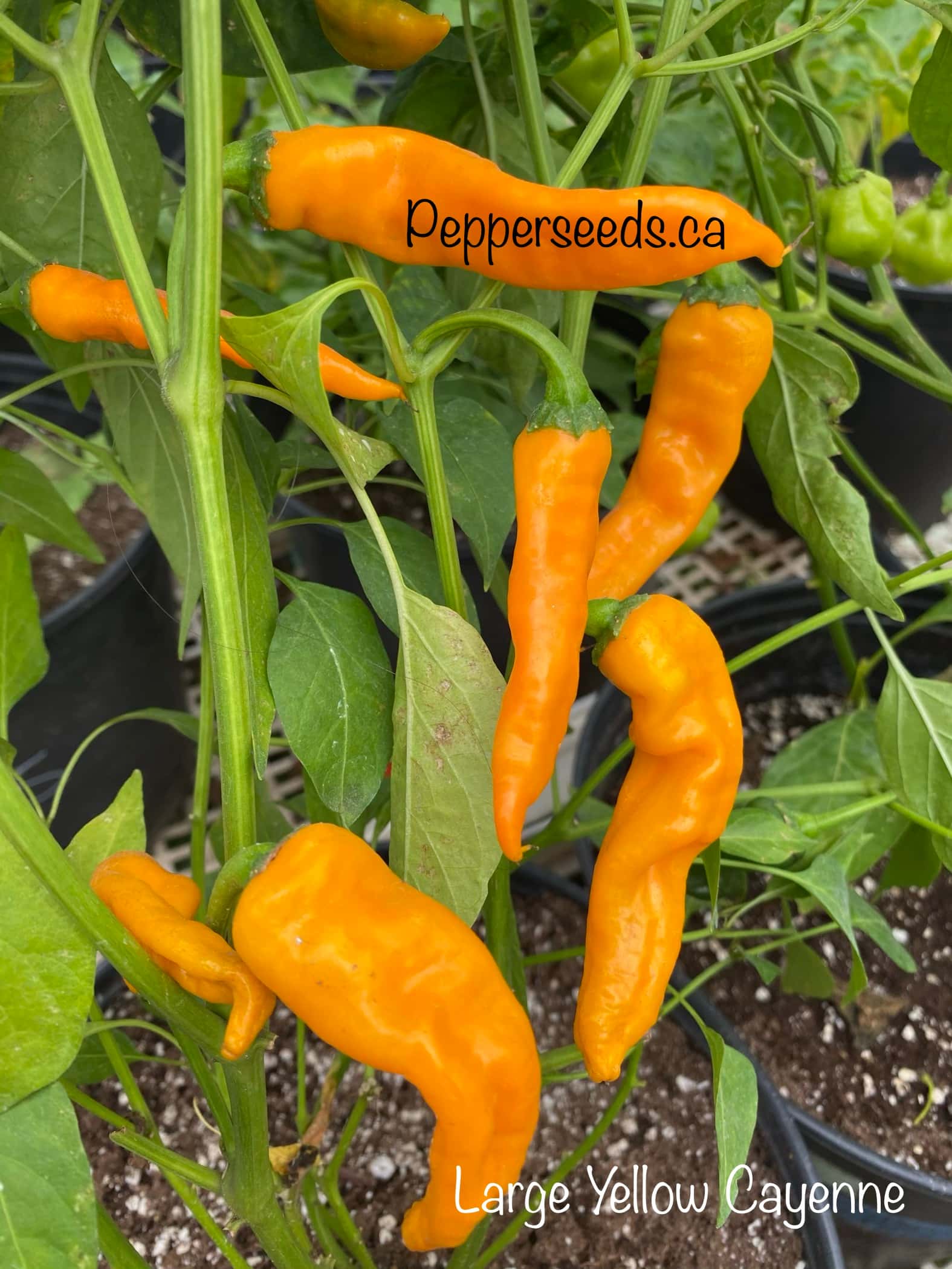 Large Yellow Orange Cayenne
