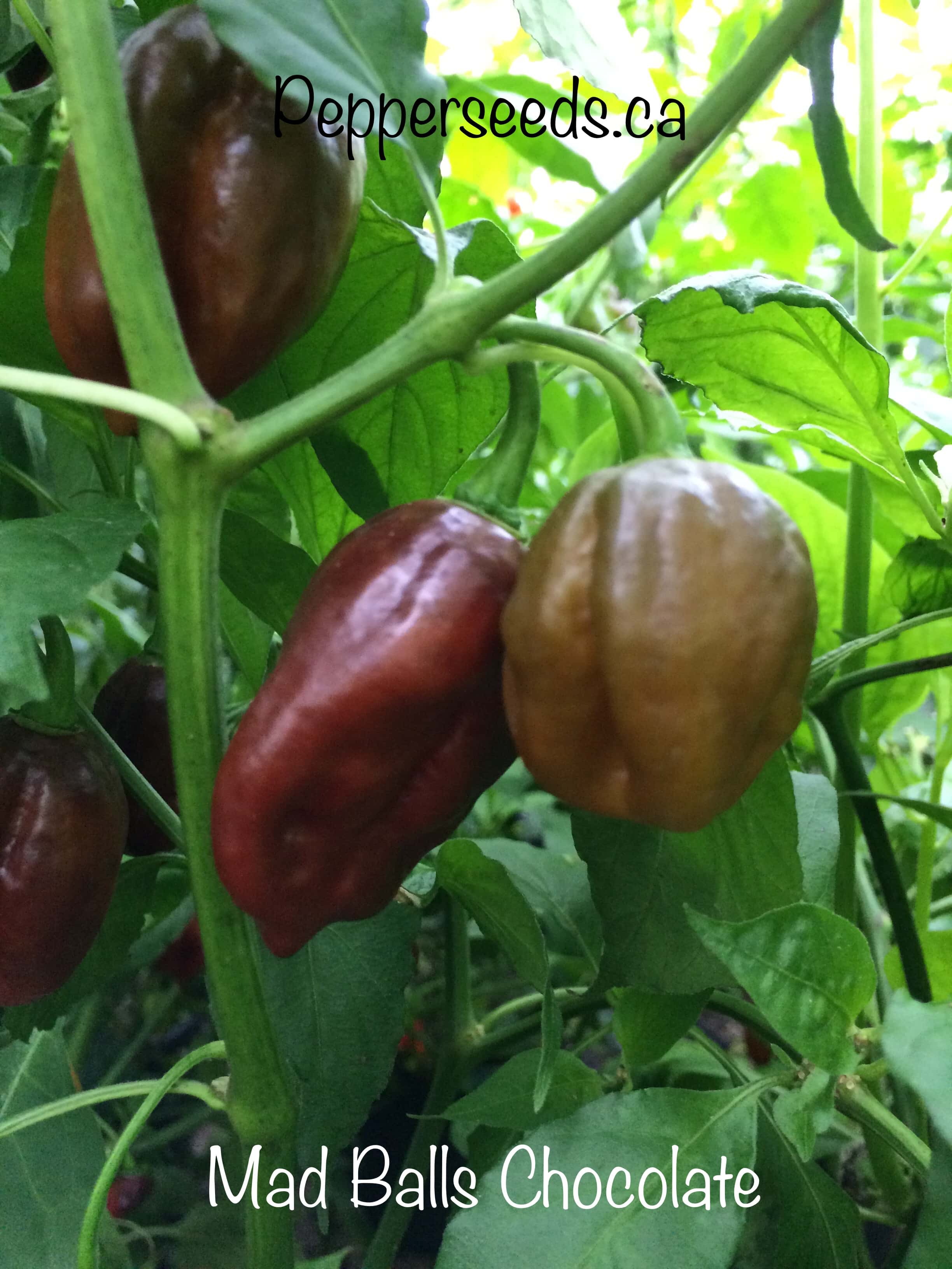 Mad Balls Chocolate Fat