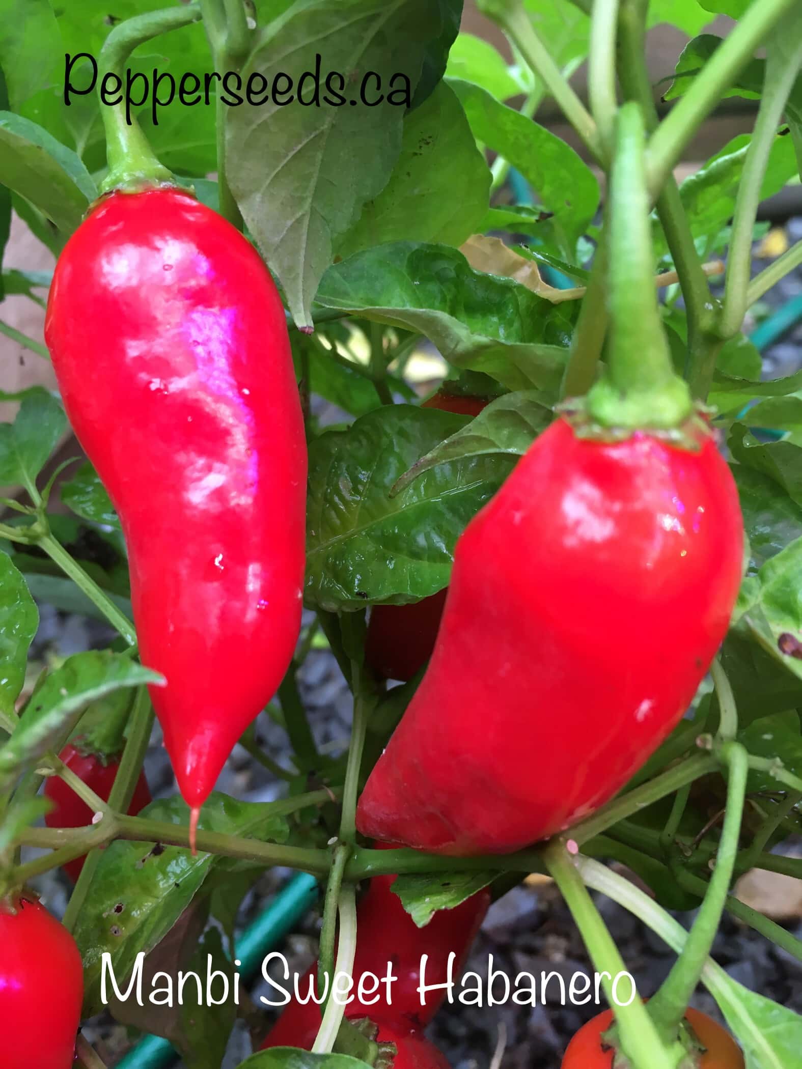 Manbi Sweet Habanero