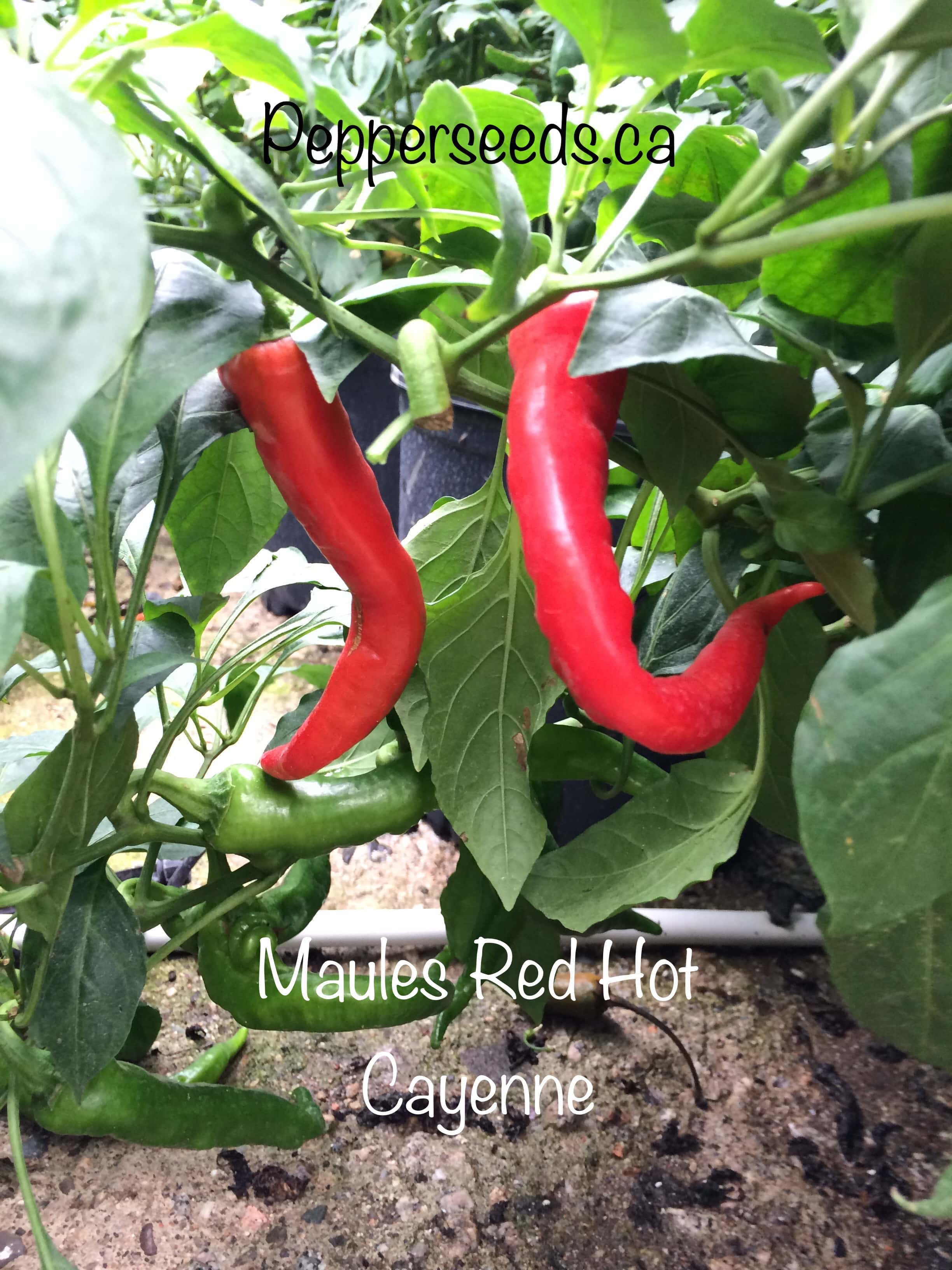 Maules Red Hot Cayenne