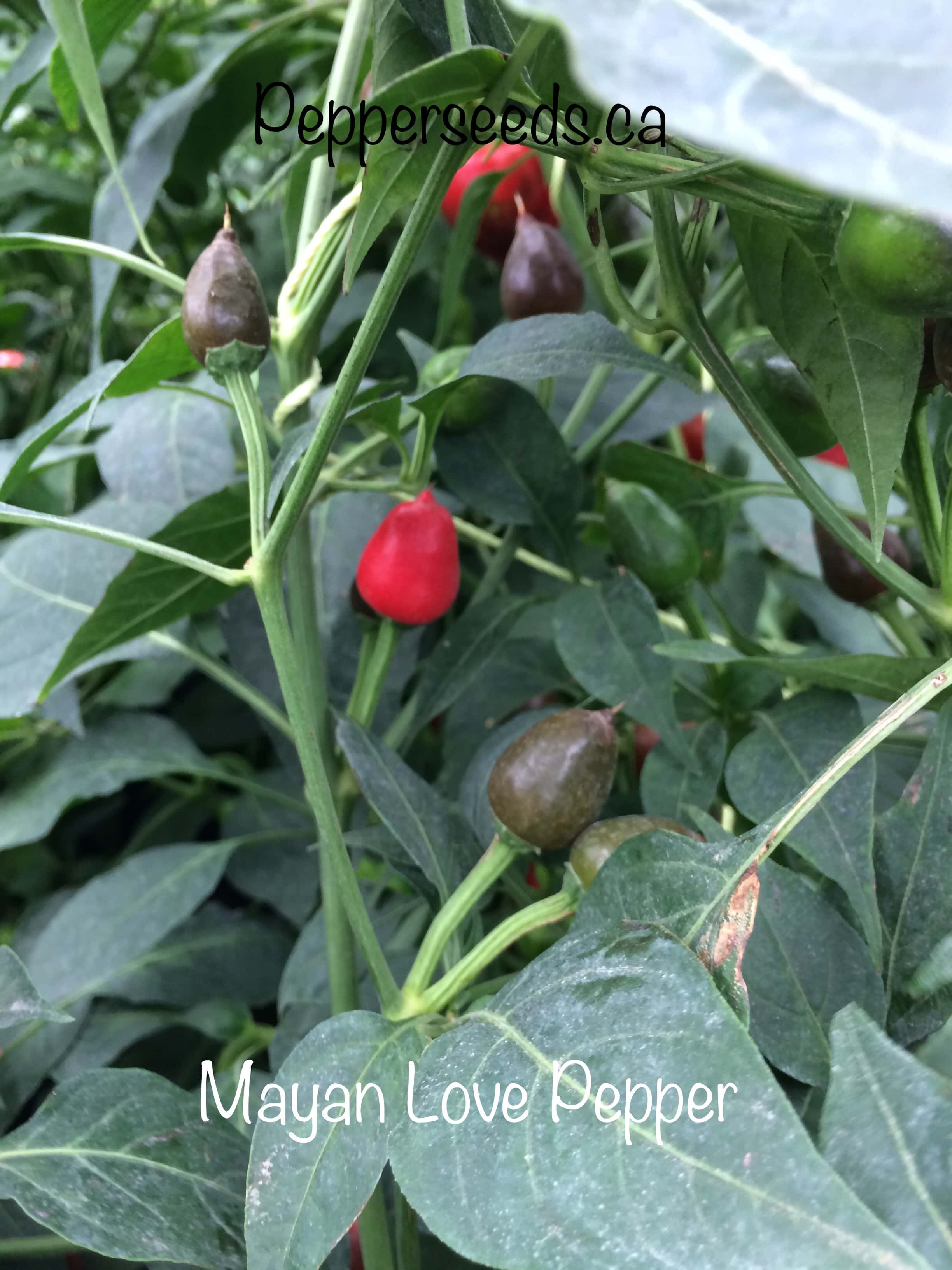 Mayan Love Pepper