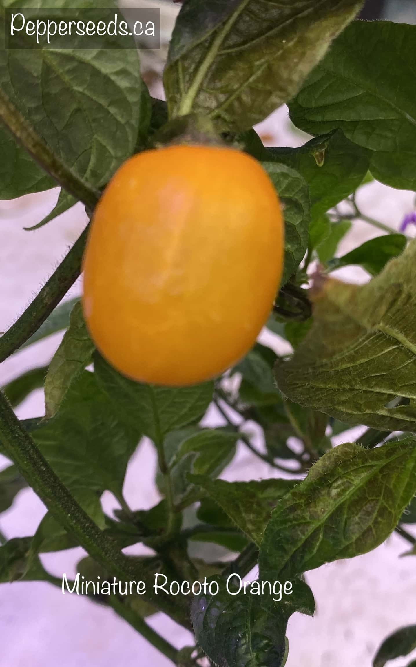 Miniature Rocoto Orange