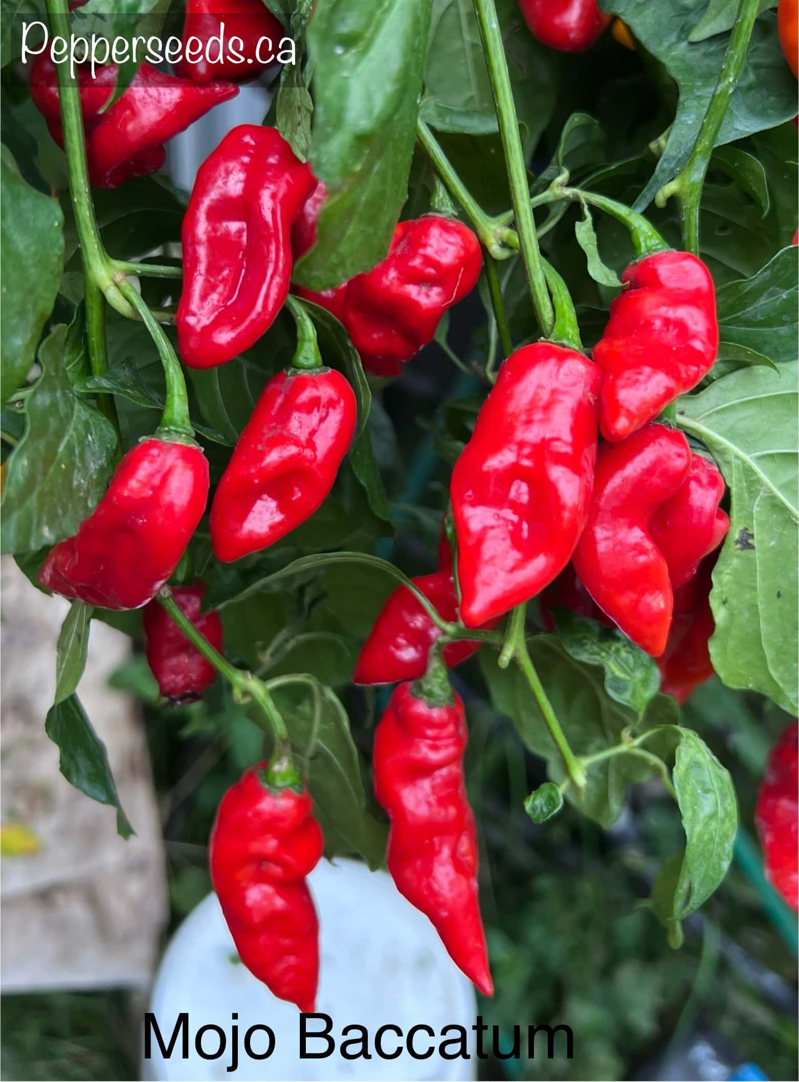 Mojo Red Baccatum