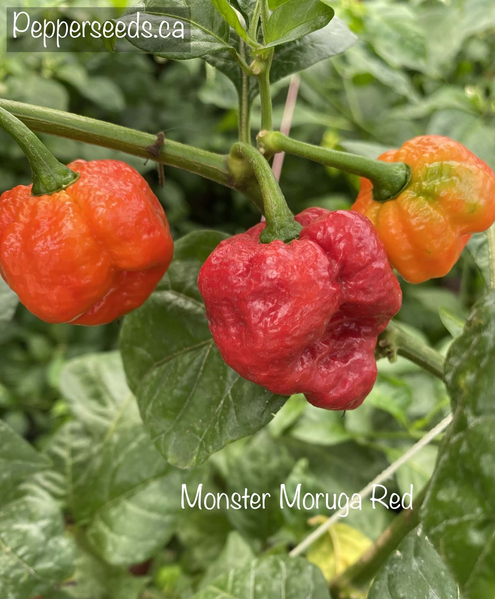 Monster Moruga Red