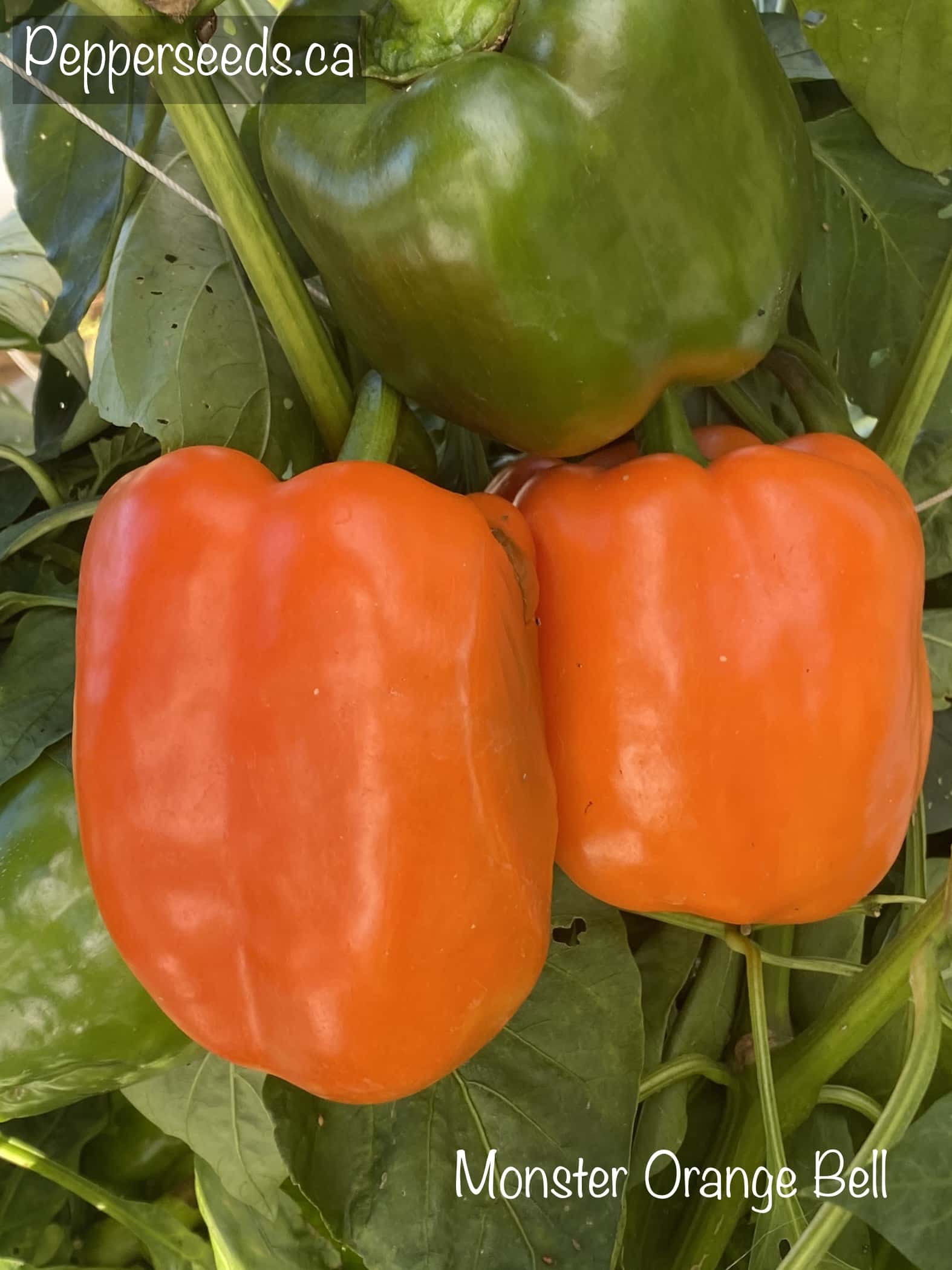 Monster Orange Bell