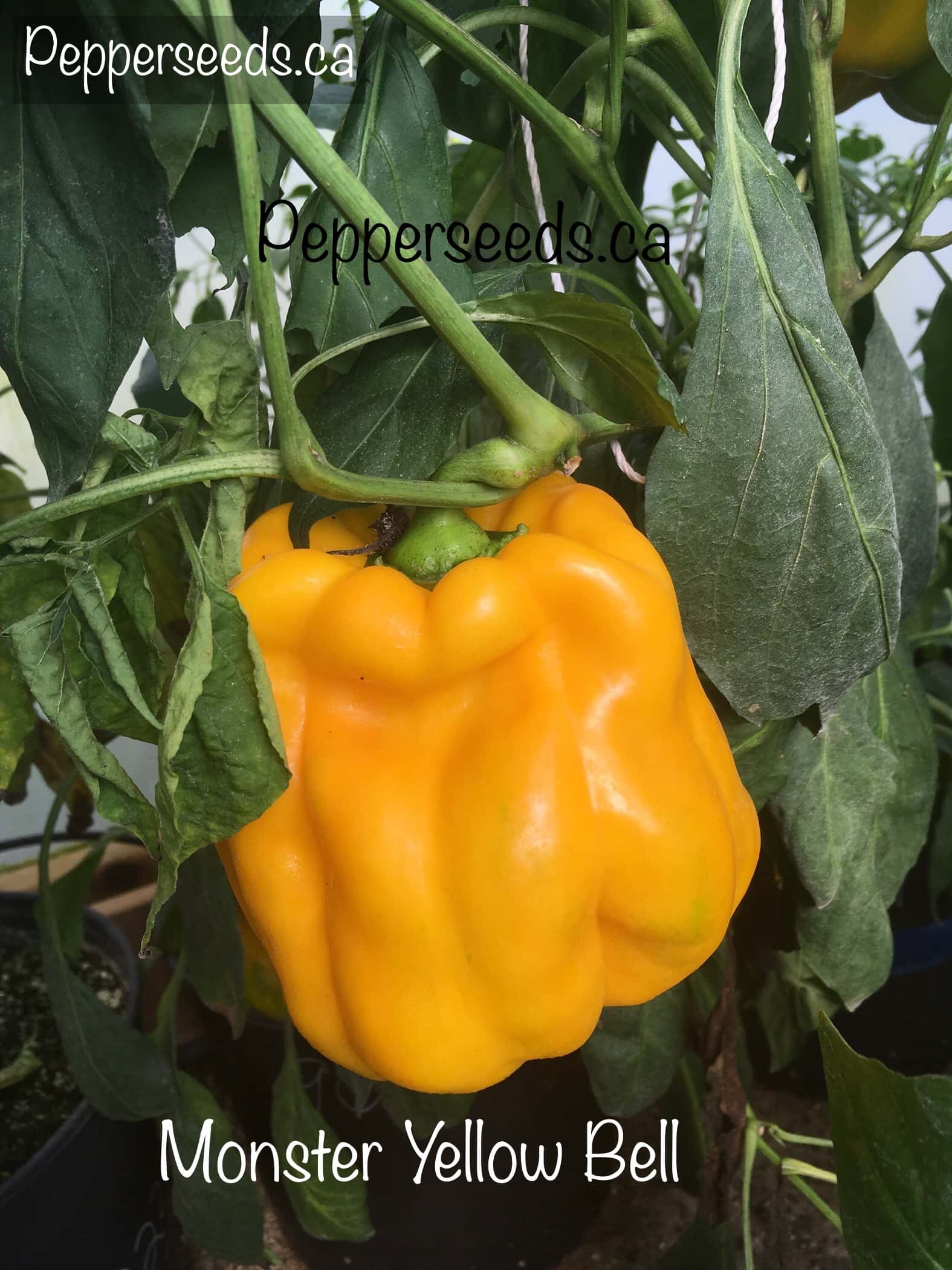 Monster Yellow Bell