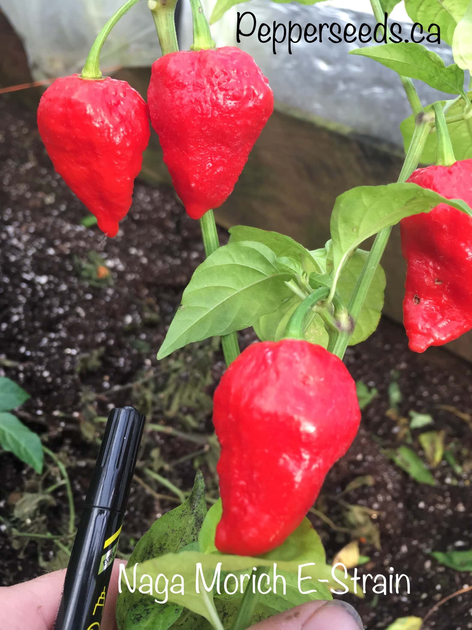Naga Morich E-Strain
