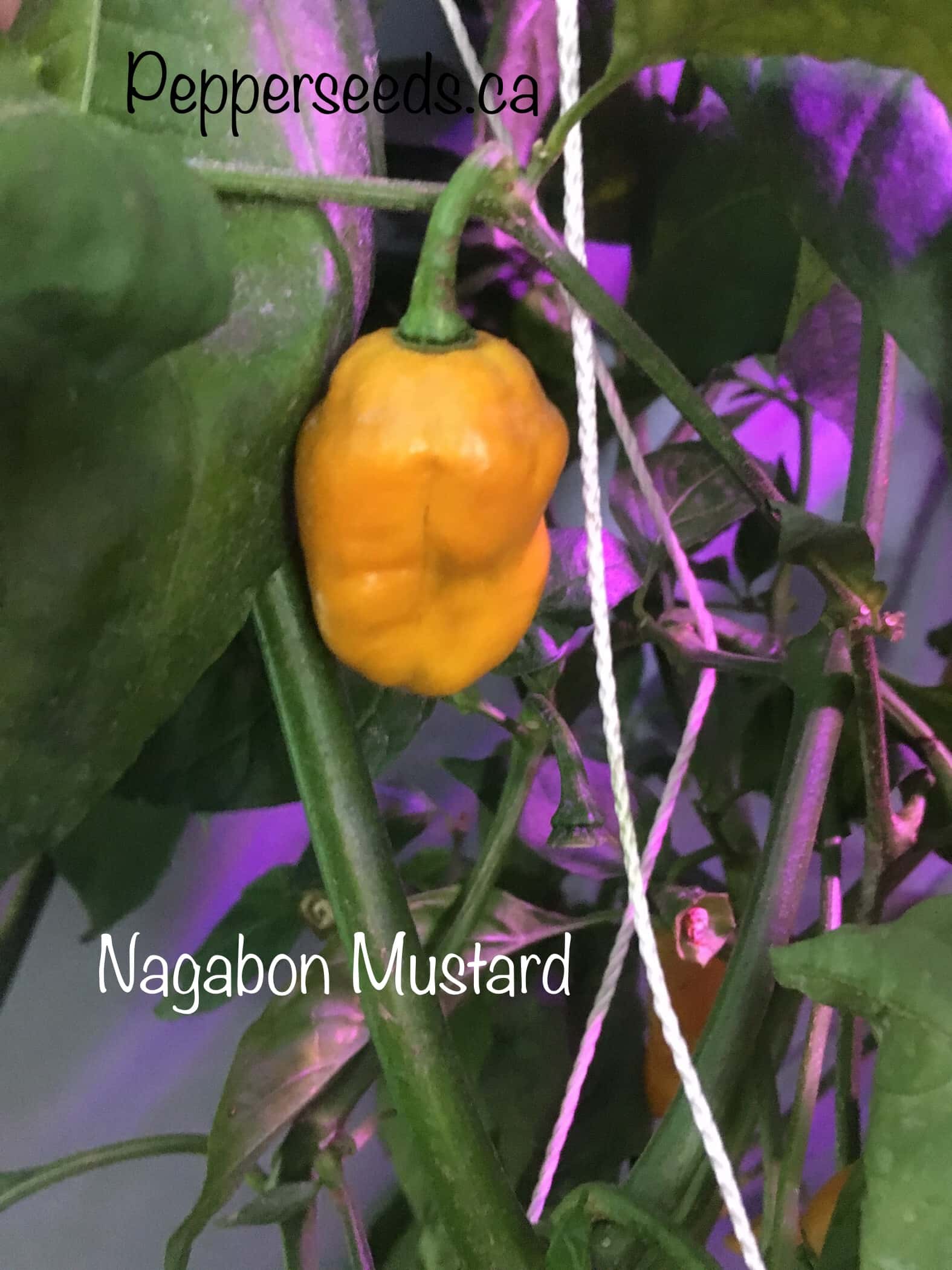 Nagabon Mustard