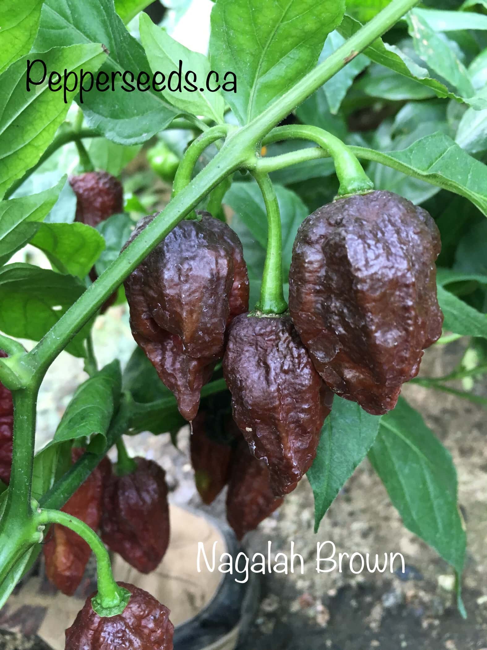 Nagalah Brown