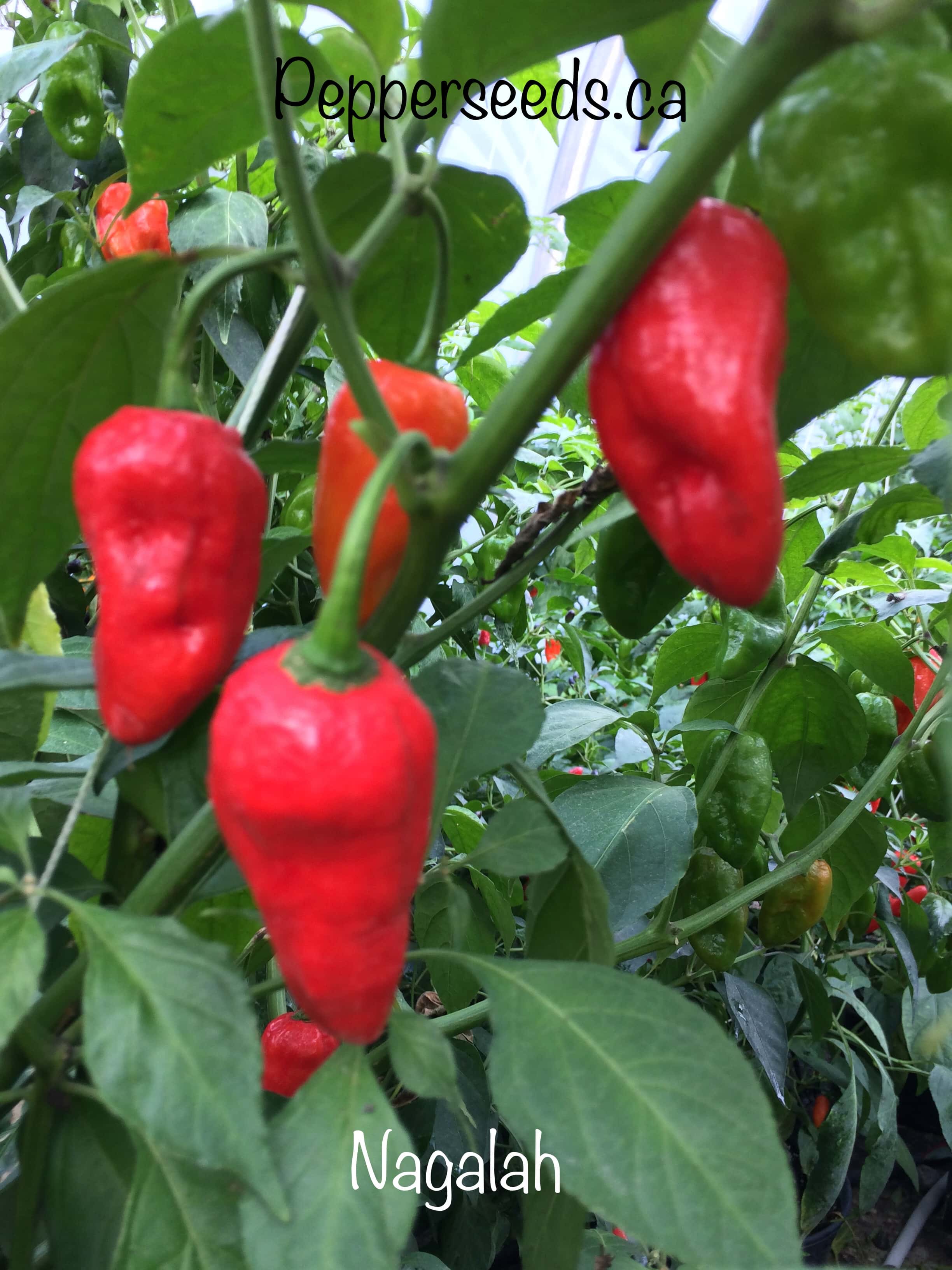 Nagalah Papper Seeds