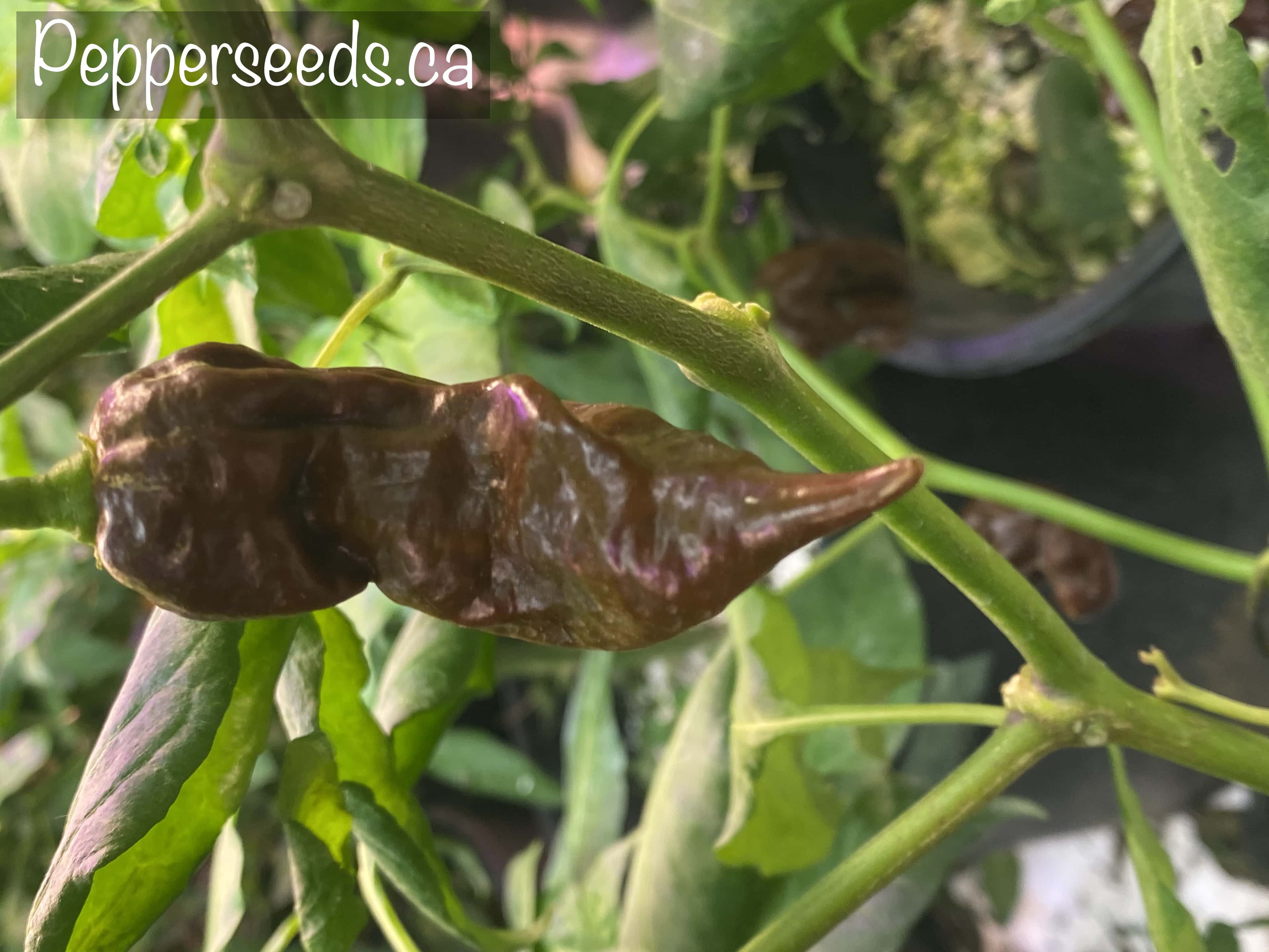 Naganero Scorpion Caramel