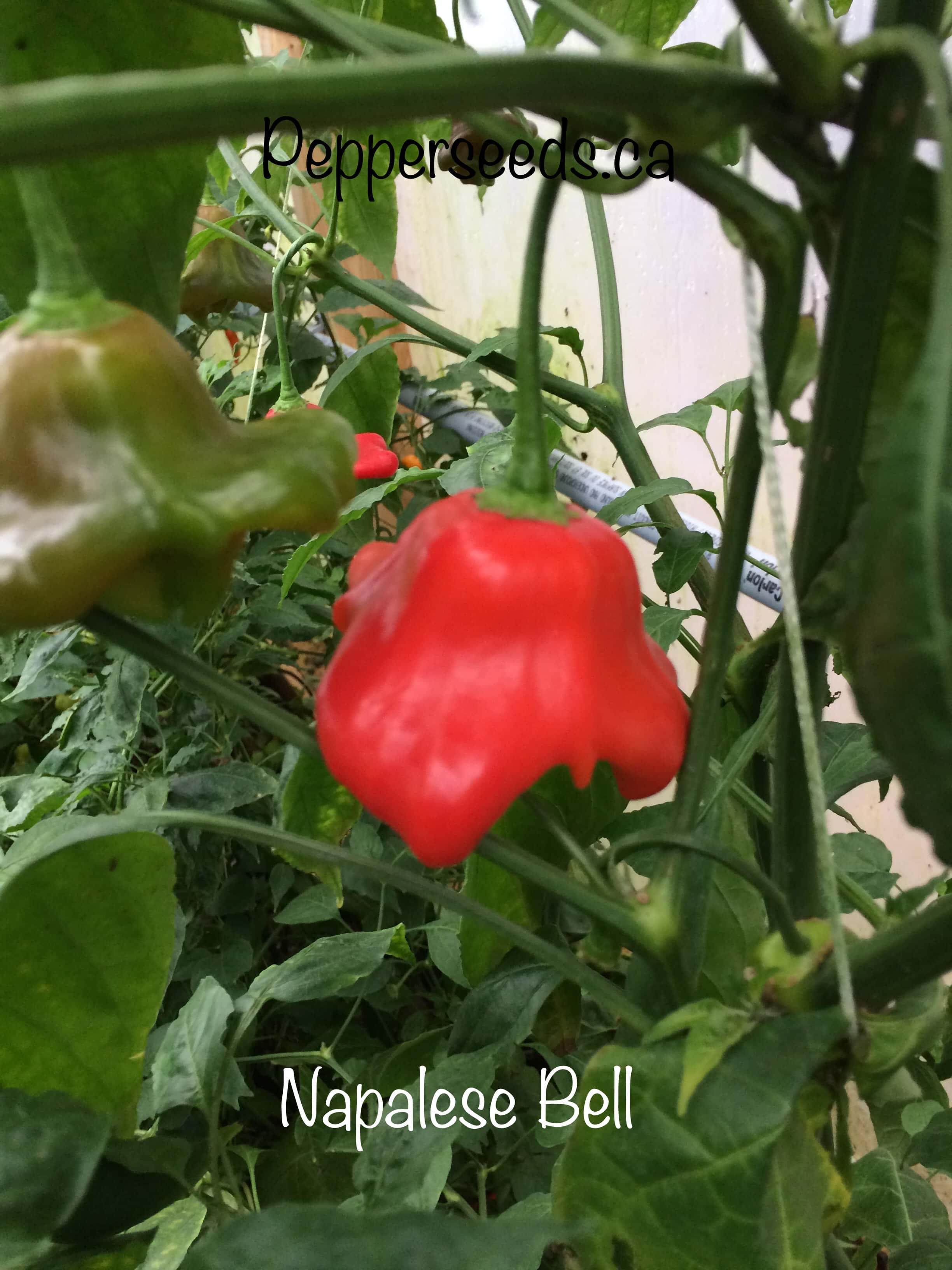 Napalese Bell