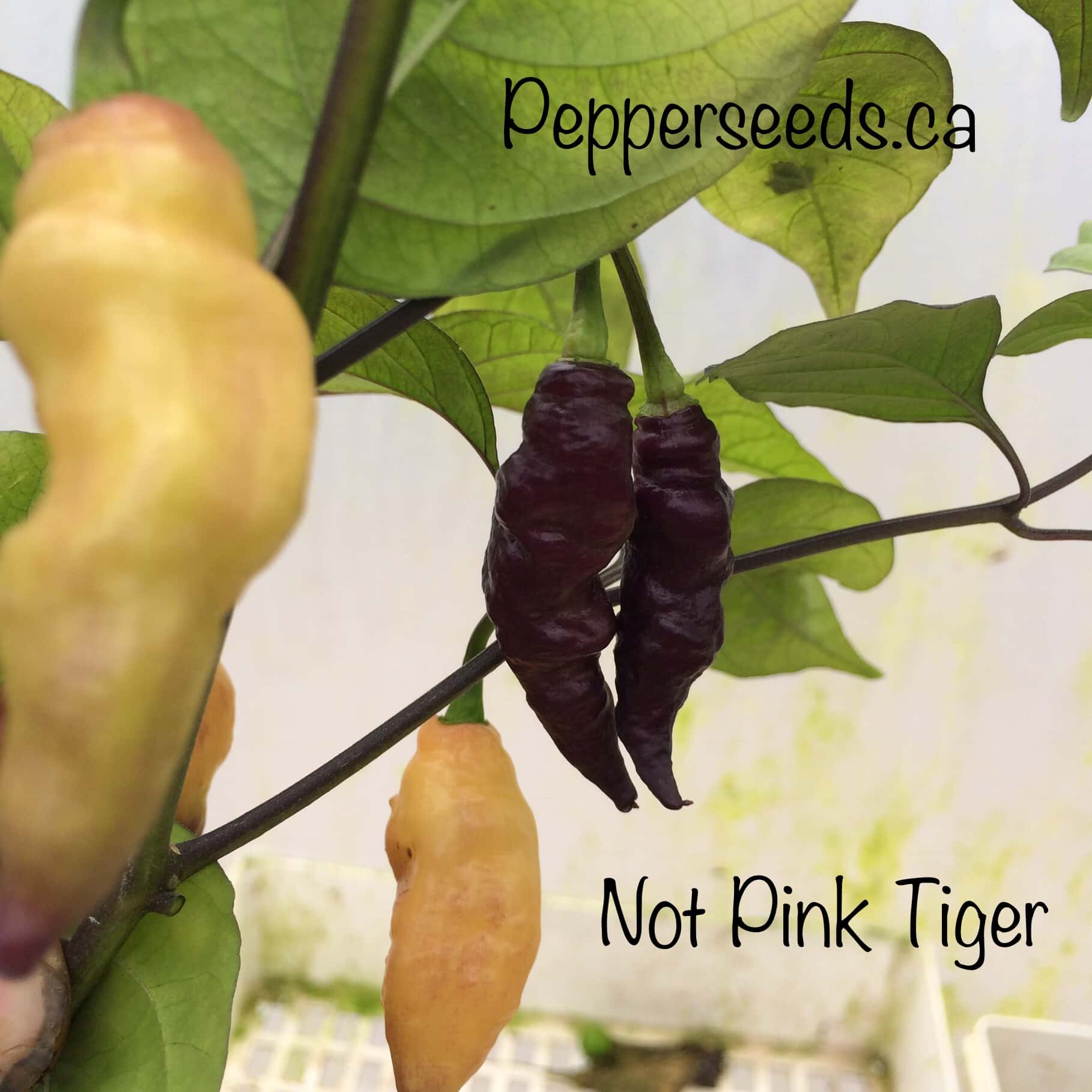 Not Pink Tiger