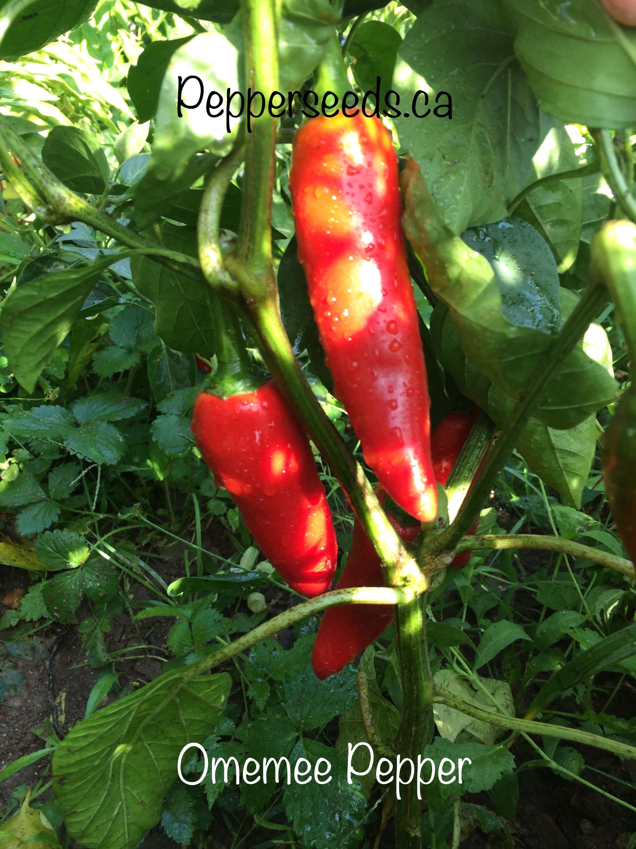 Omemee Pepper
