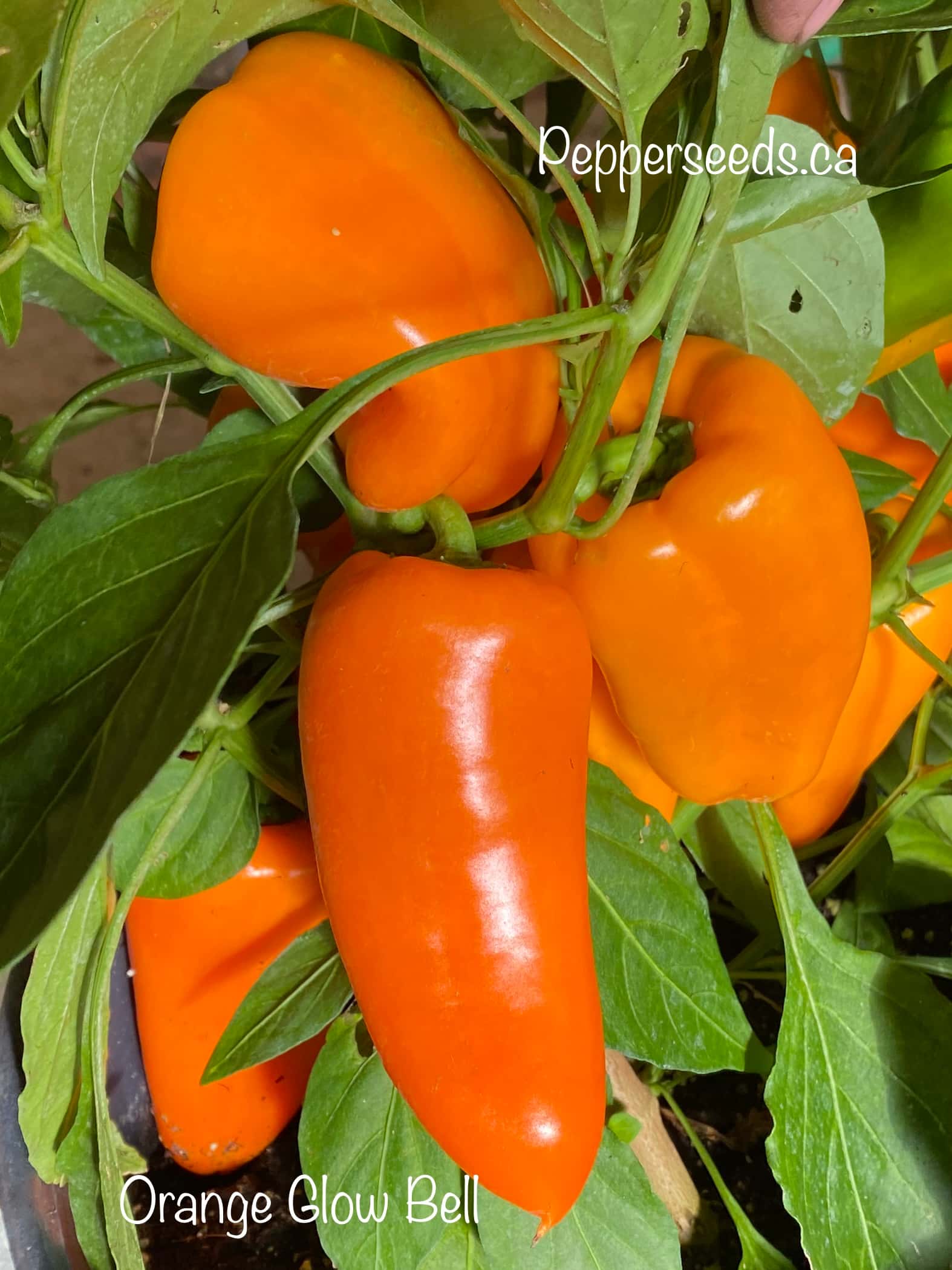 Orange Glow Bell