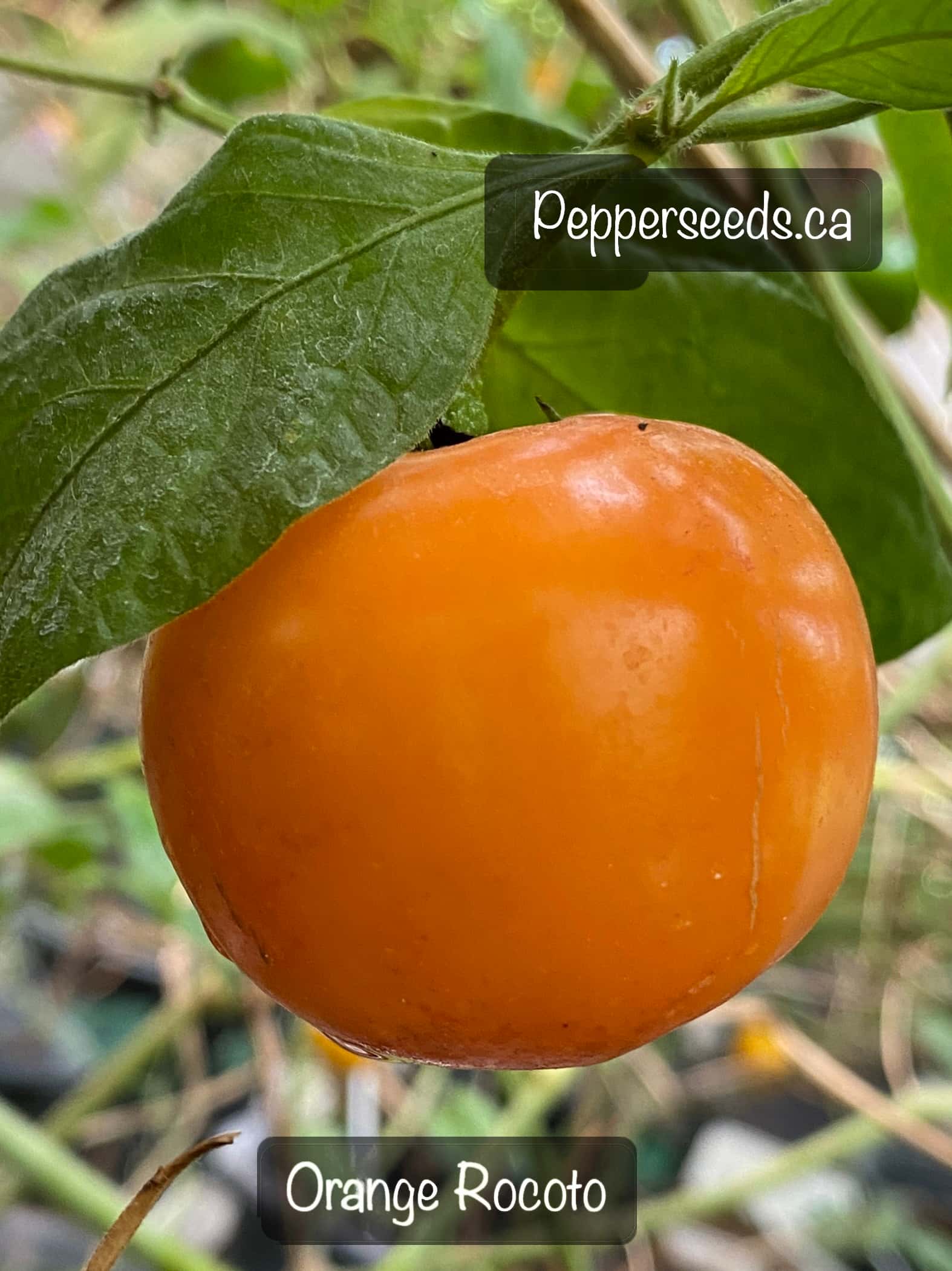 Orange Rocoto
