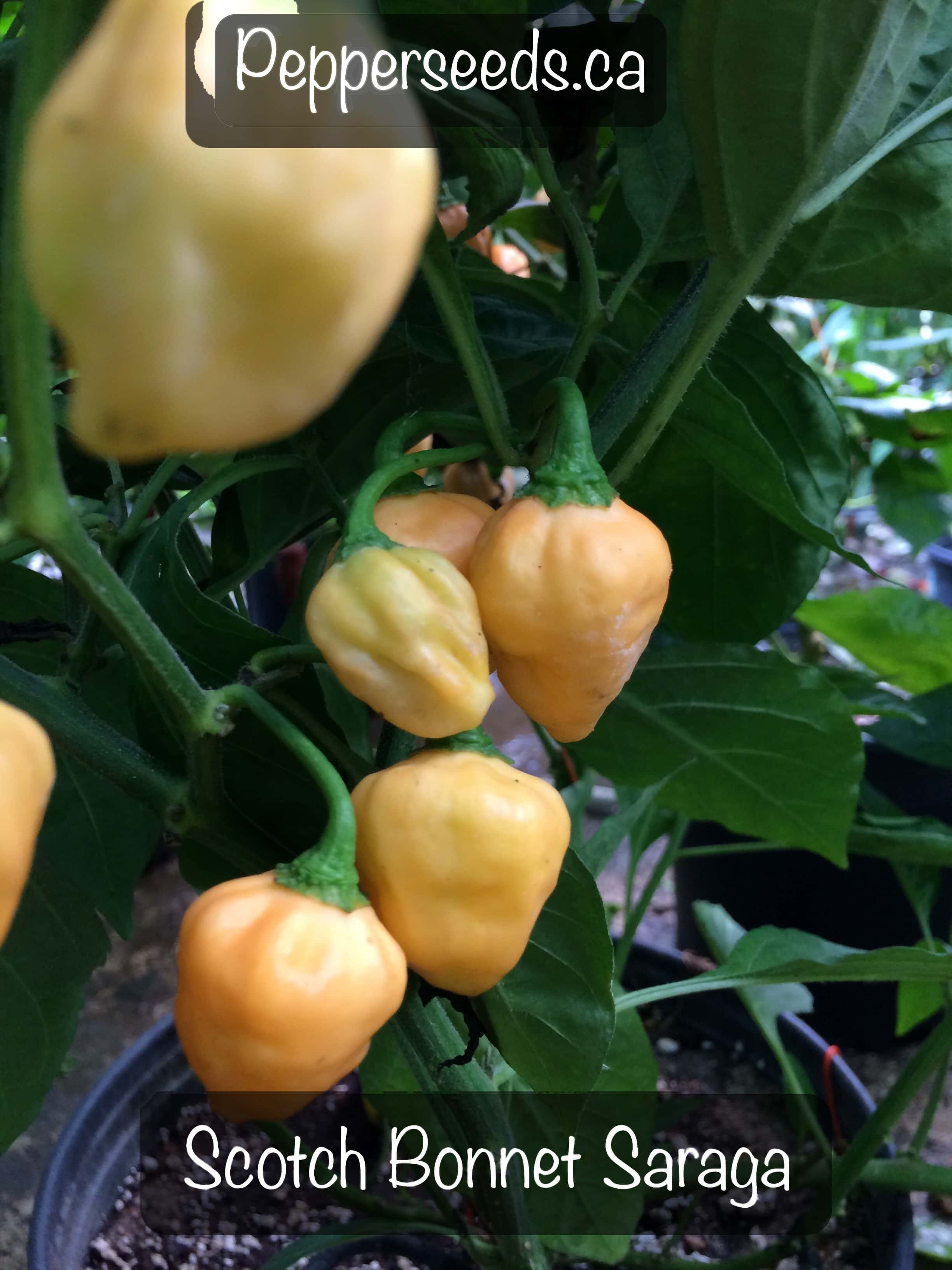 Orange Scotch Bonnet