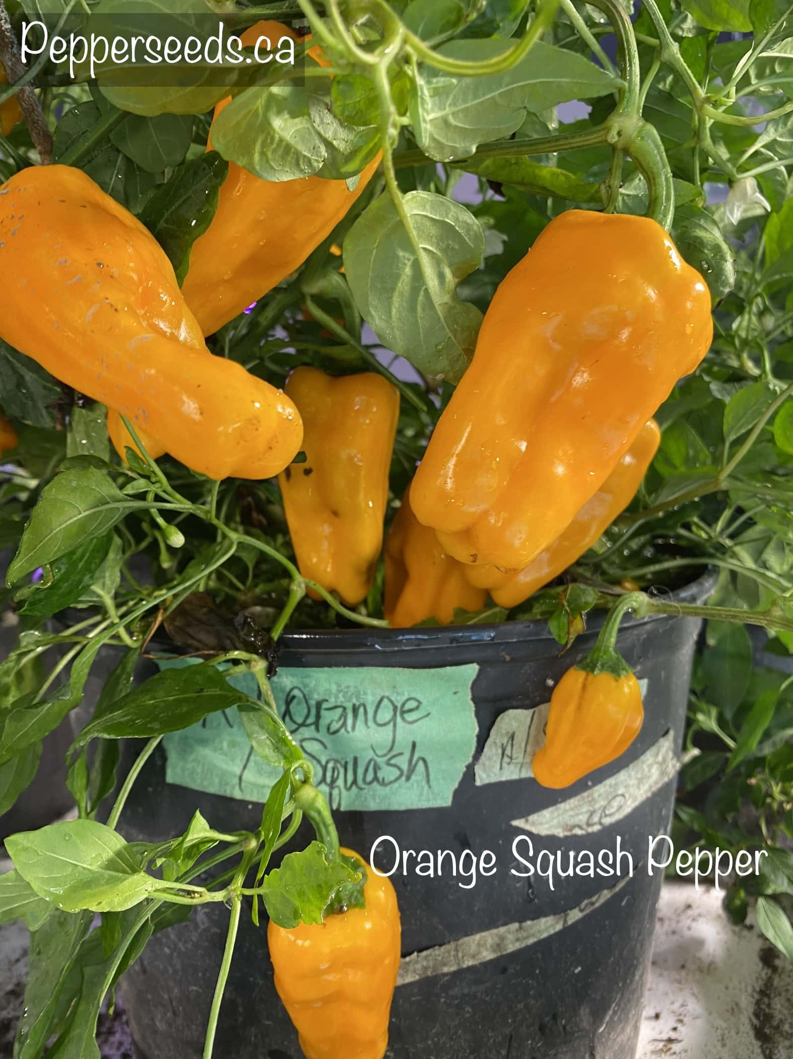 Orange Squash