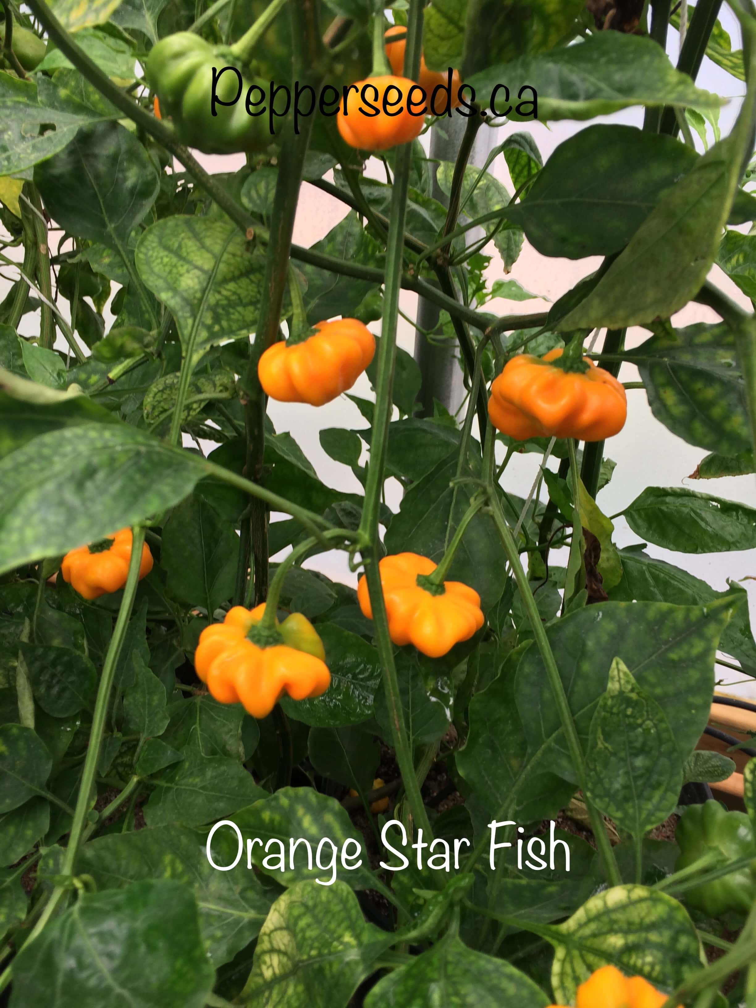 Orange Star Fish