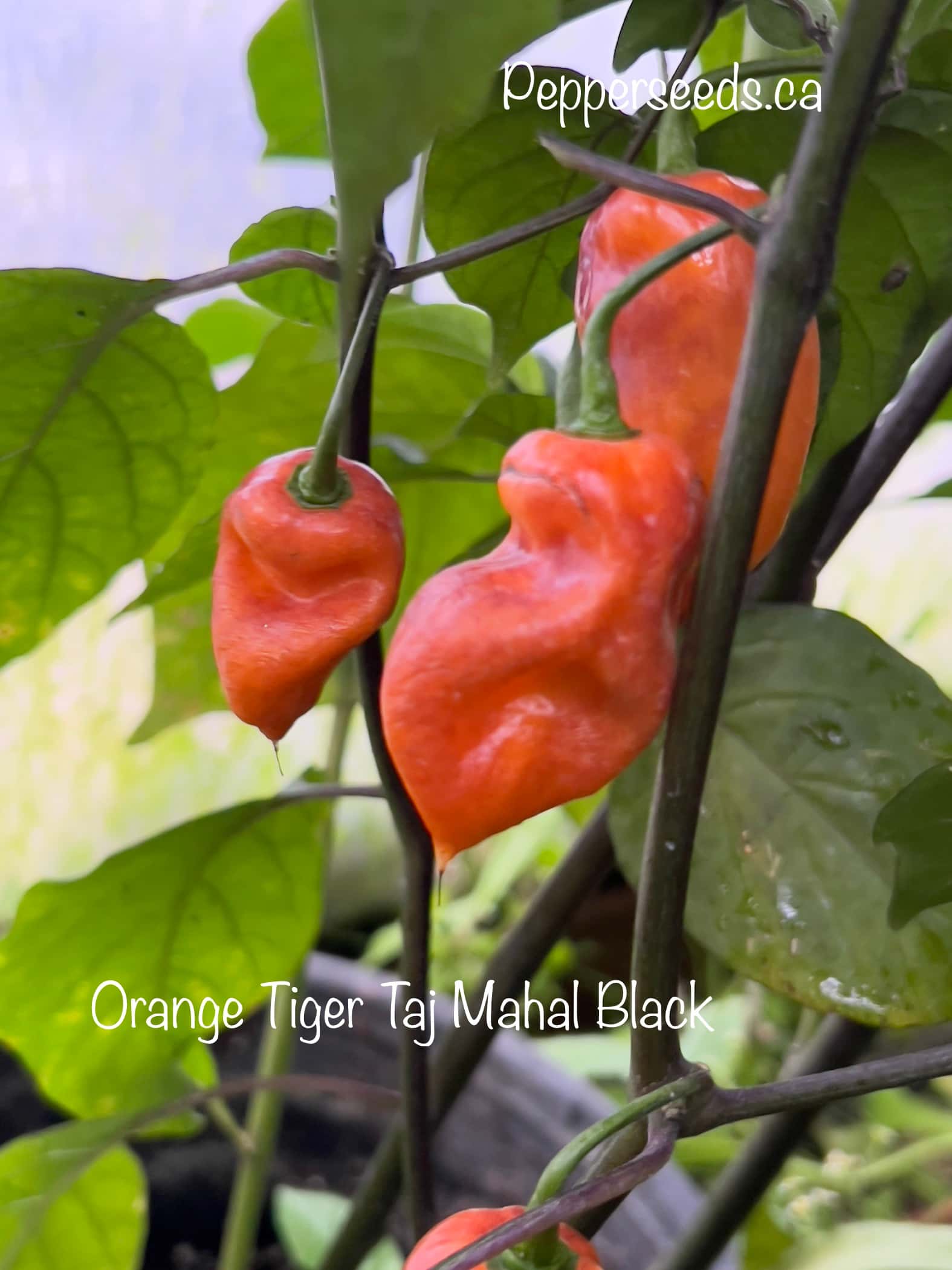 Orange Tiger Taj Mahal Black