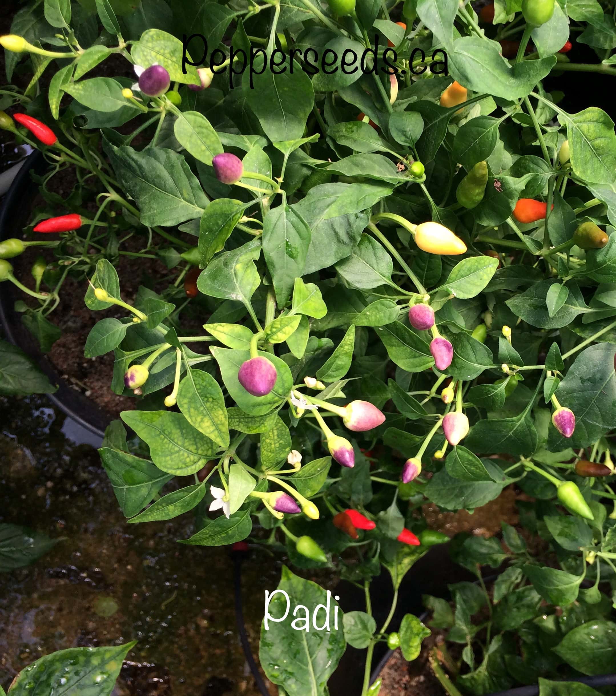 Padi