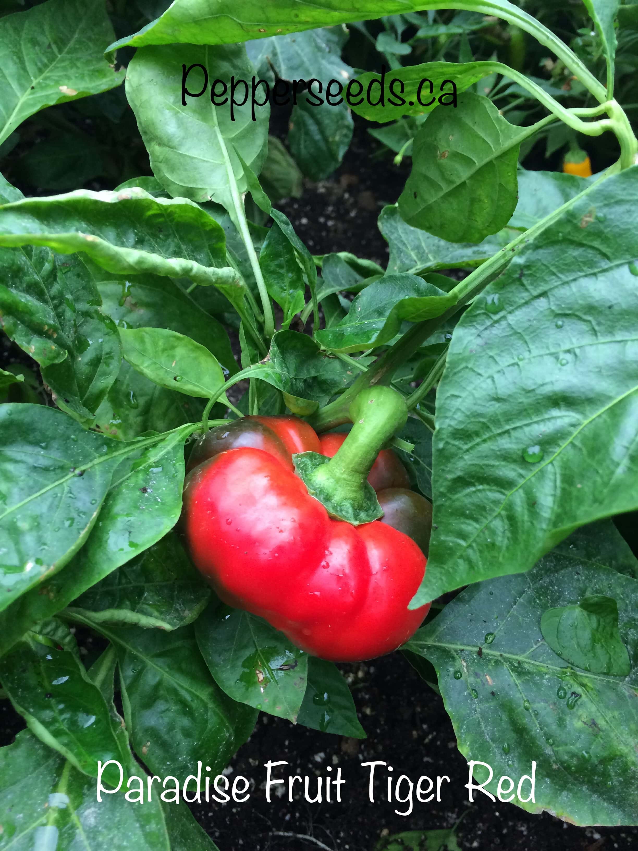 Paradise fruit Tiger Red