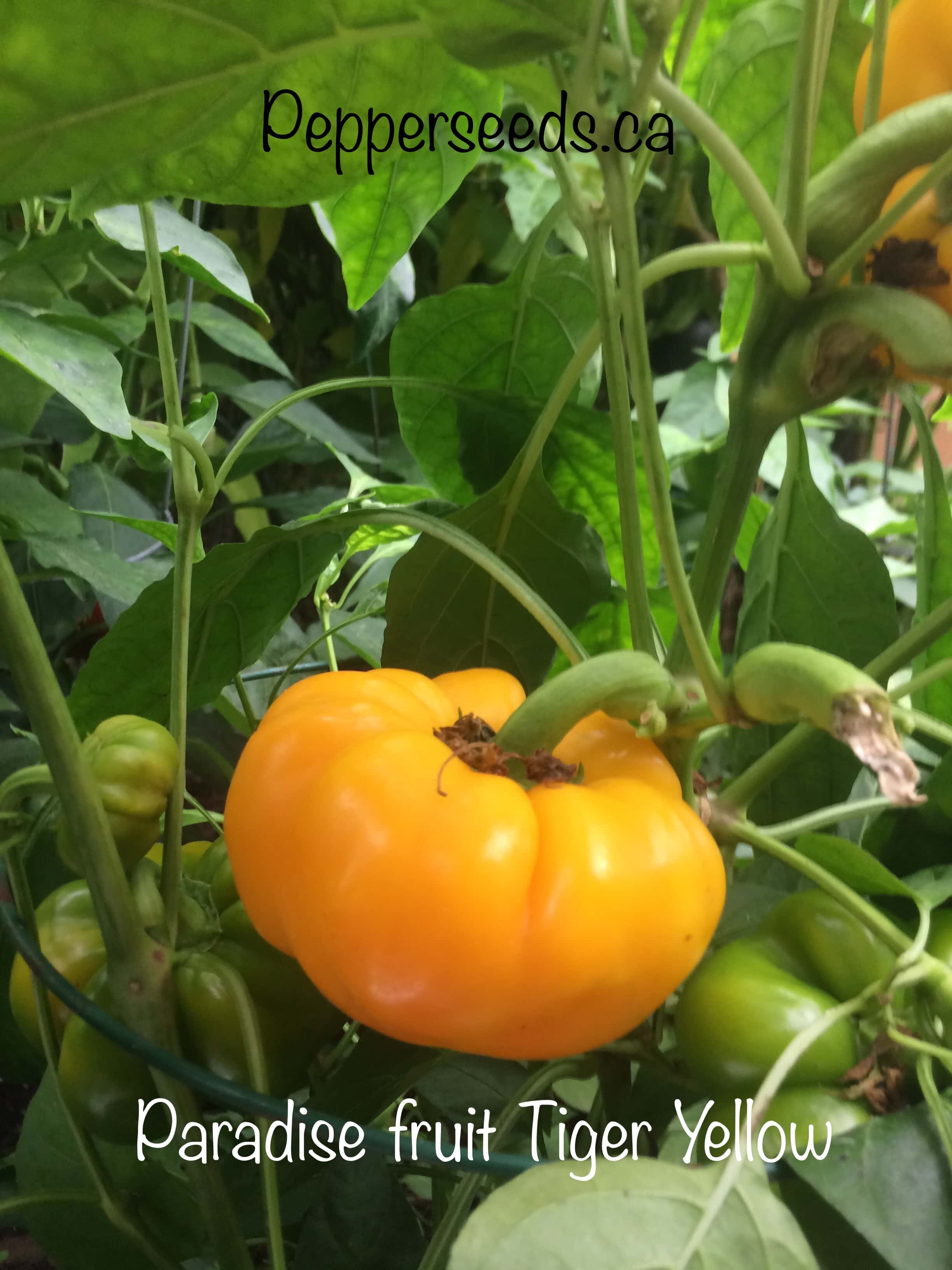 Paradise fruit Tiger Yellow