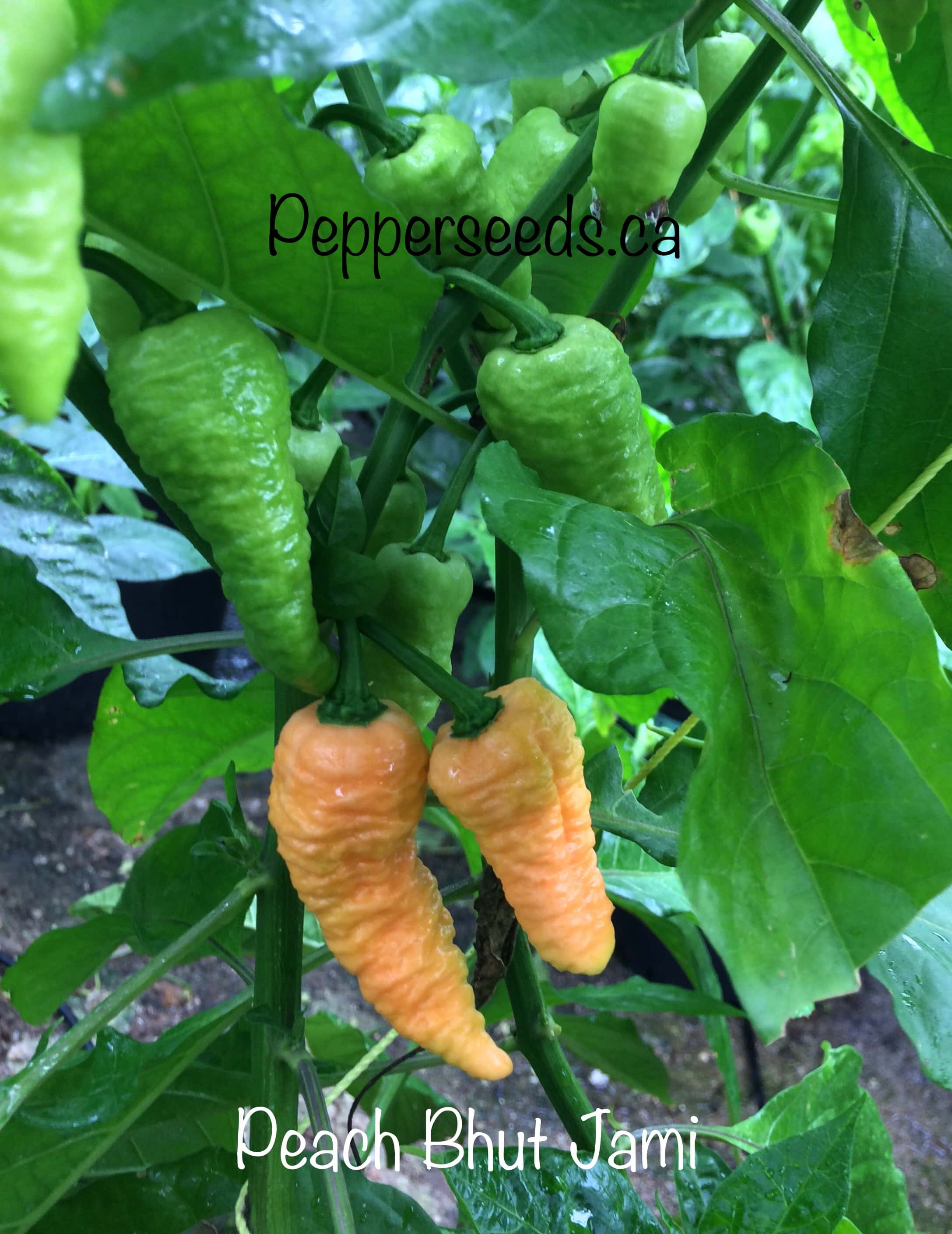 Peach Bhut Jami