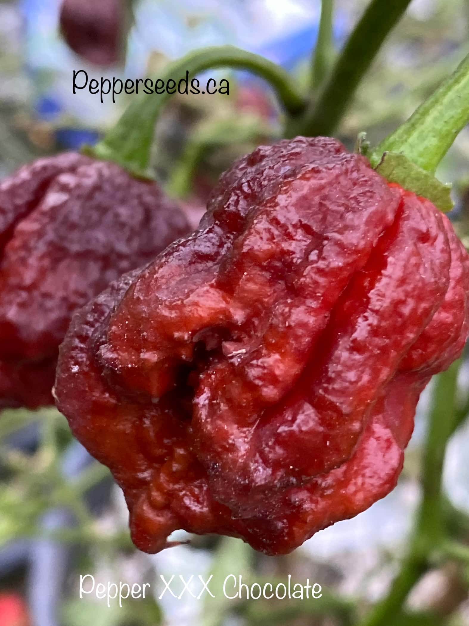 Pepper XXX Chocolate