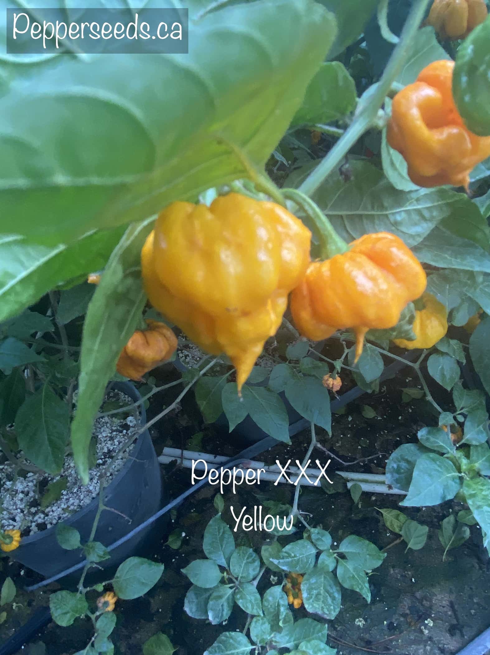 Pepper XXX Yellow