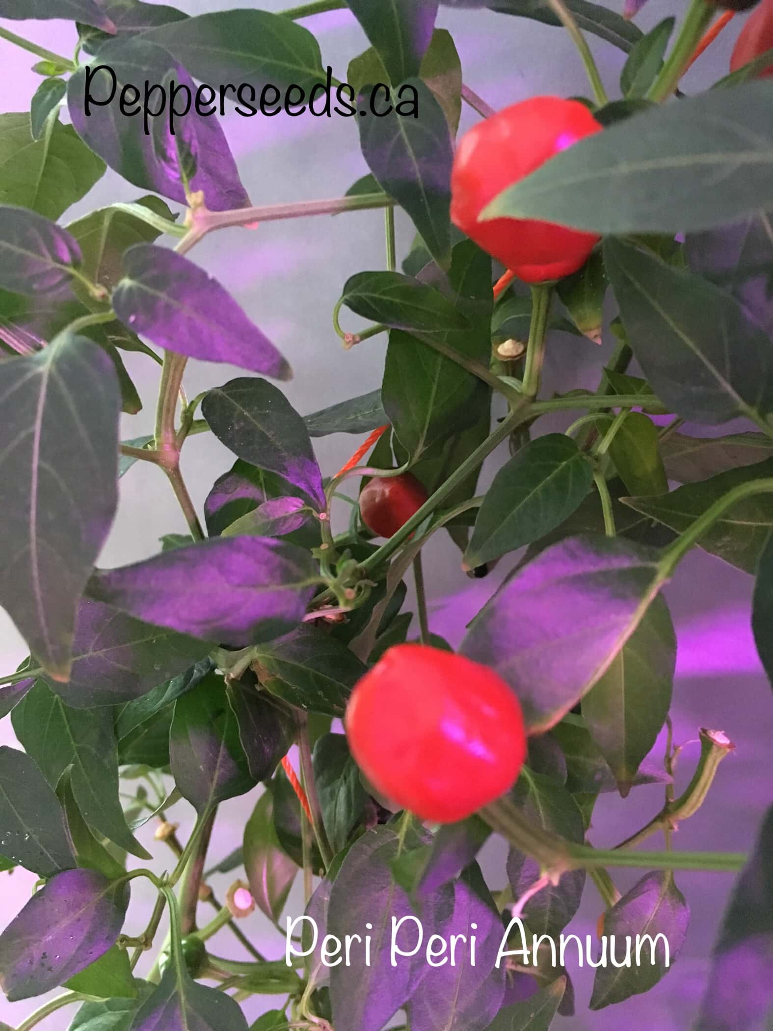 Peri Peri Annuum