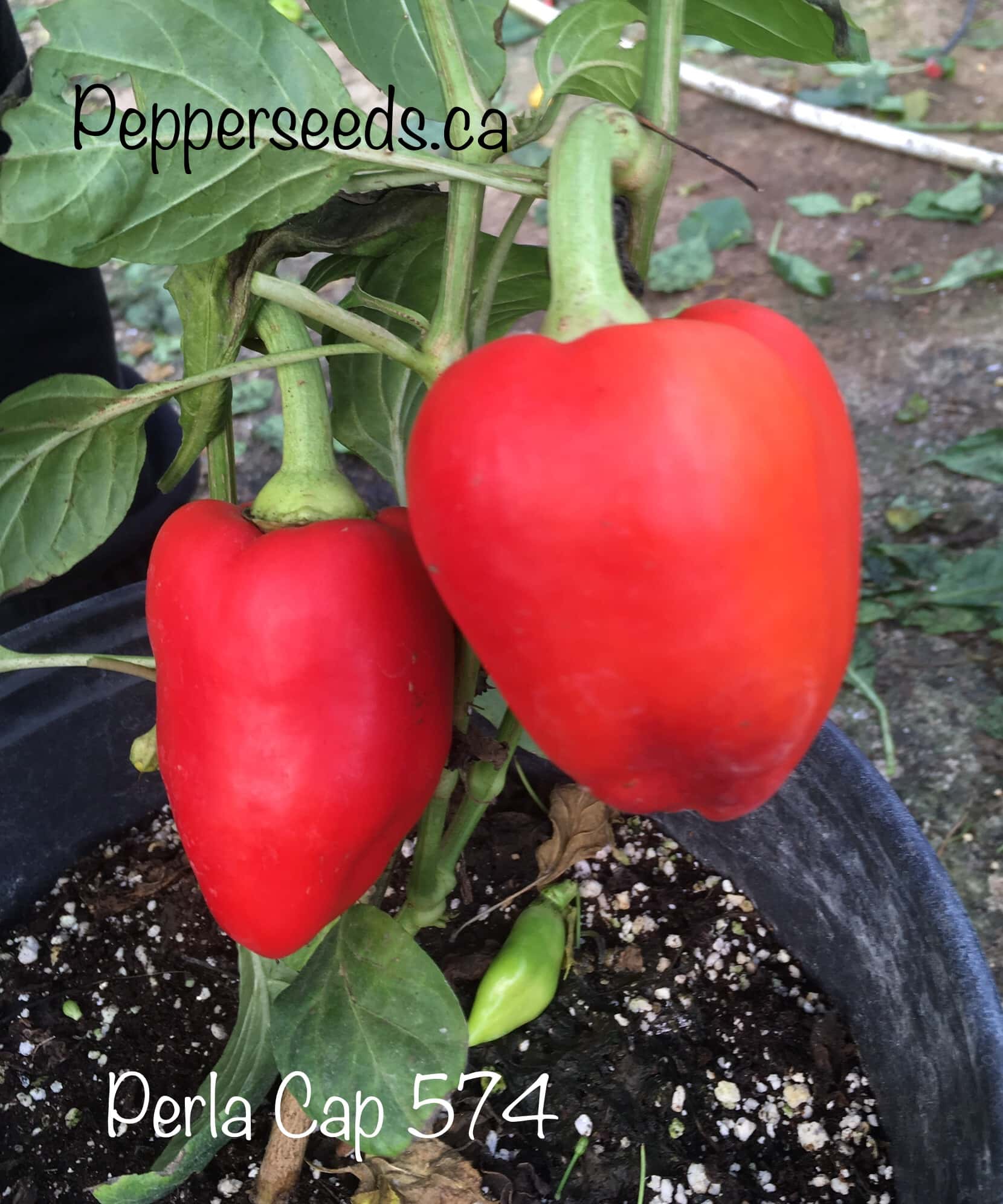 Perla (CAP 574)