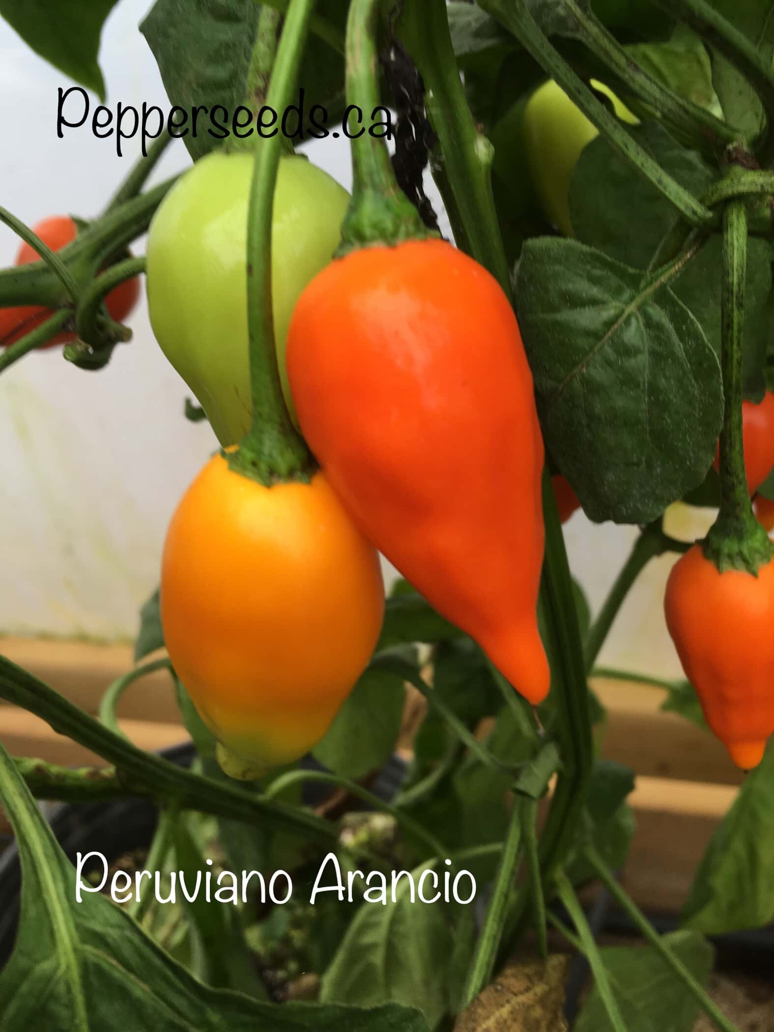Peruviano Arancio