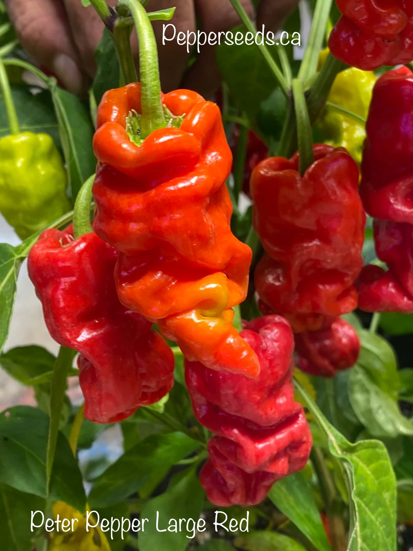 Peter Pepper Large Red
