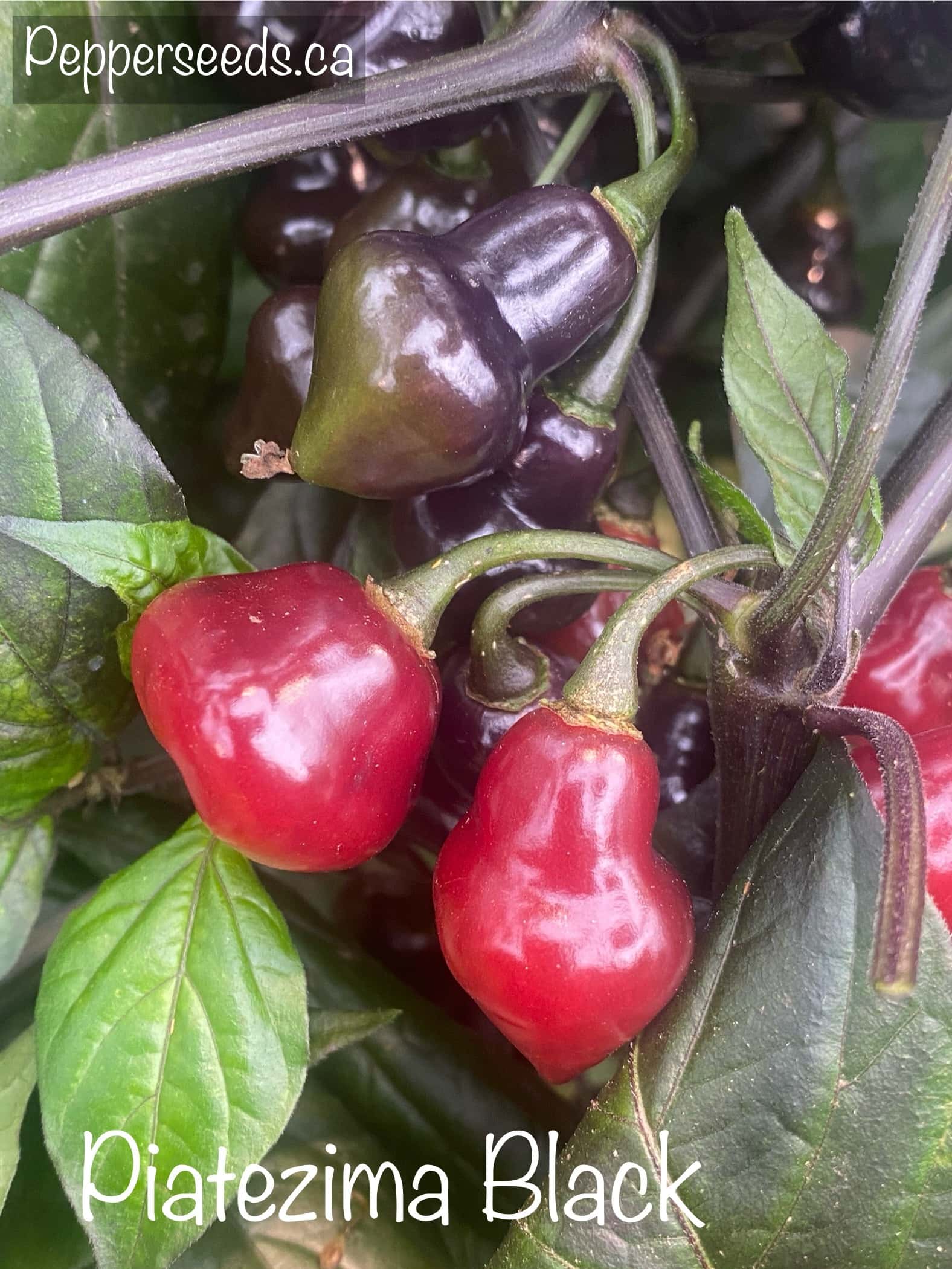 Piatezima Black