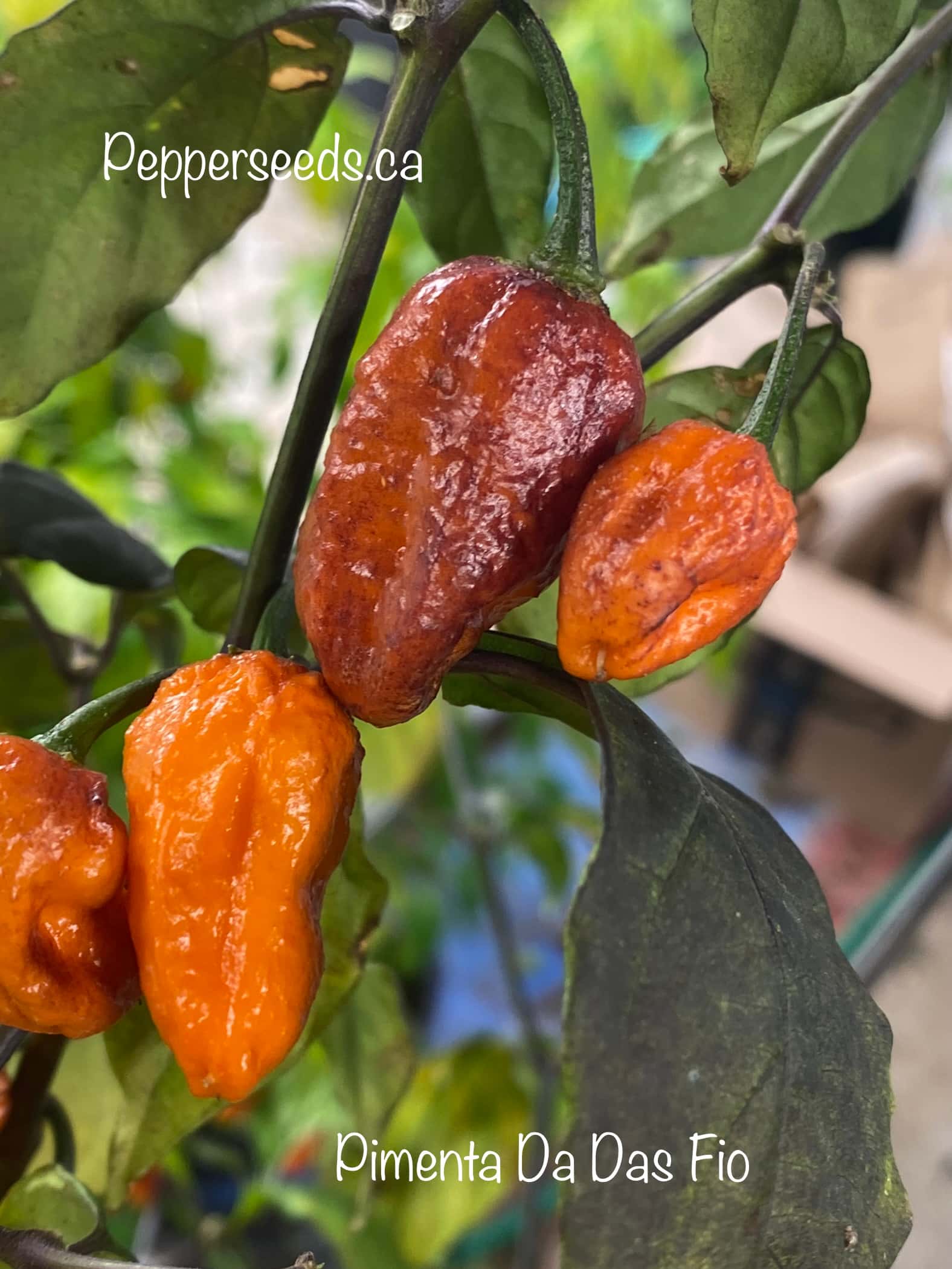 Pimenta Da Das Fio