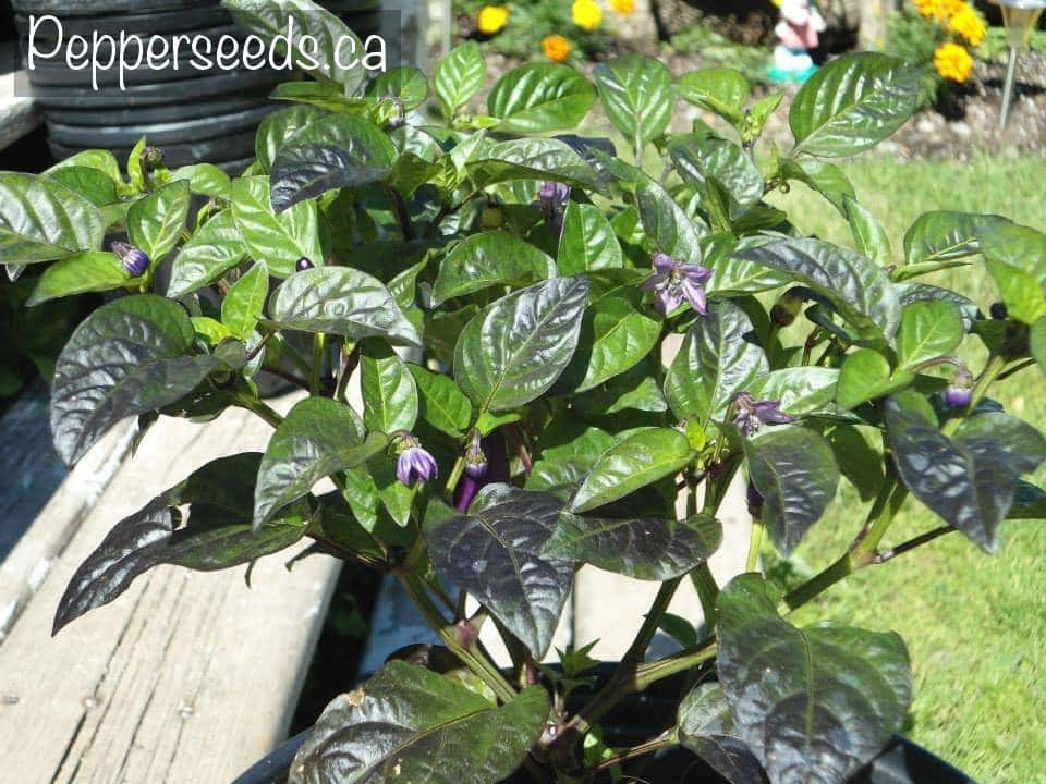 Pimenta Preta Orange