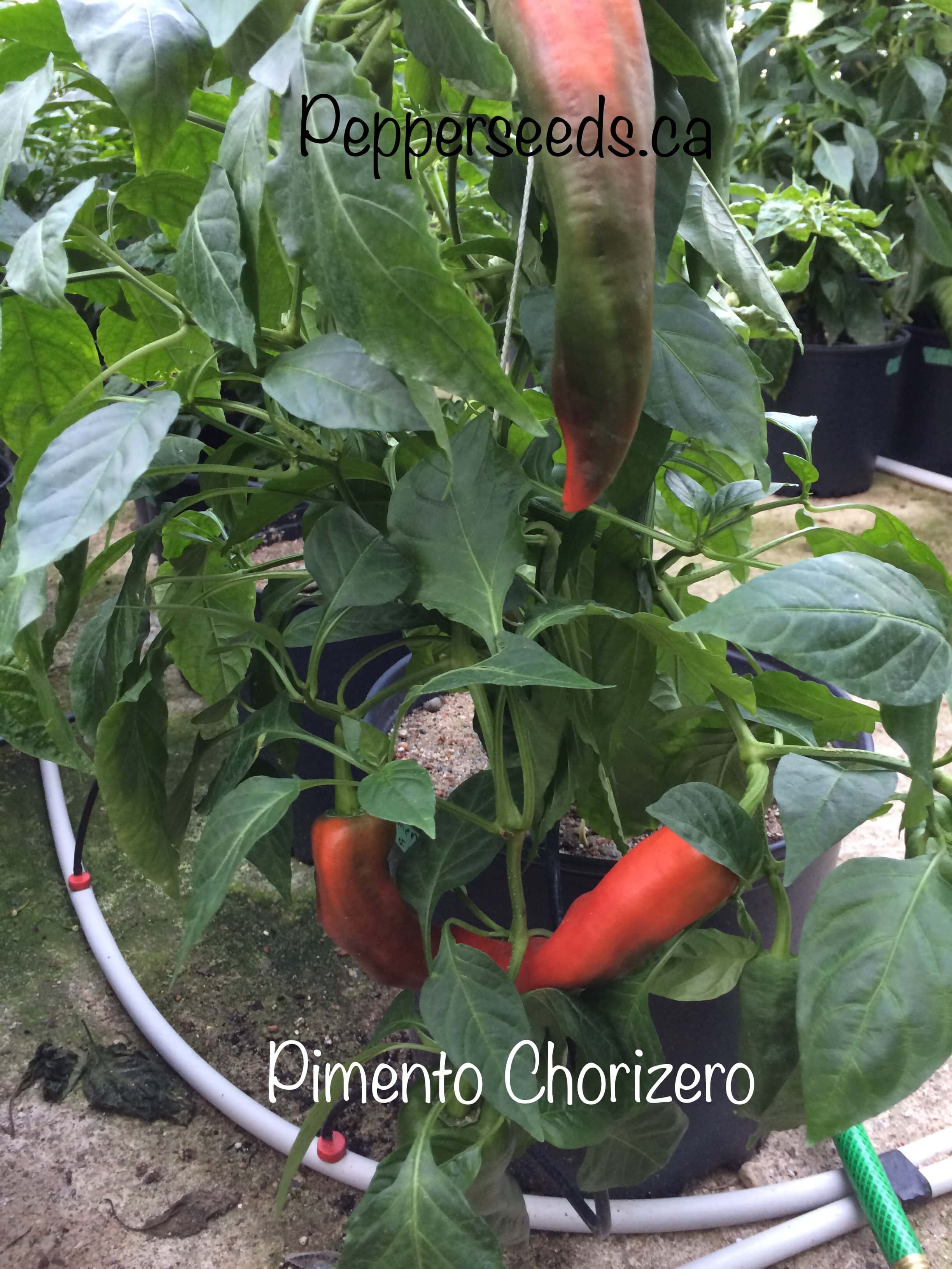Pimento Chorizero