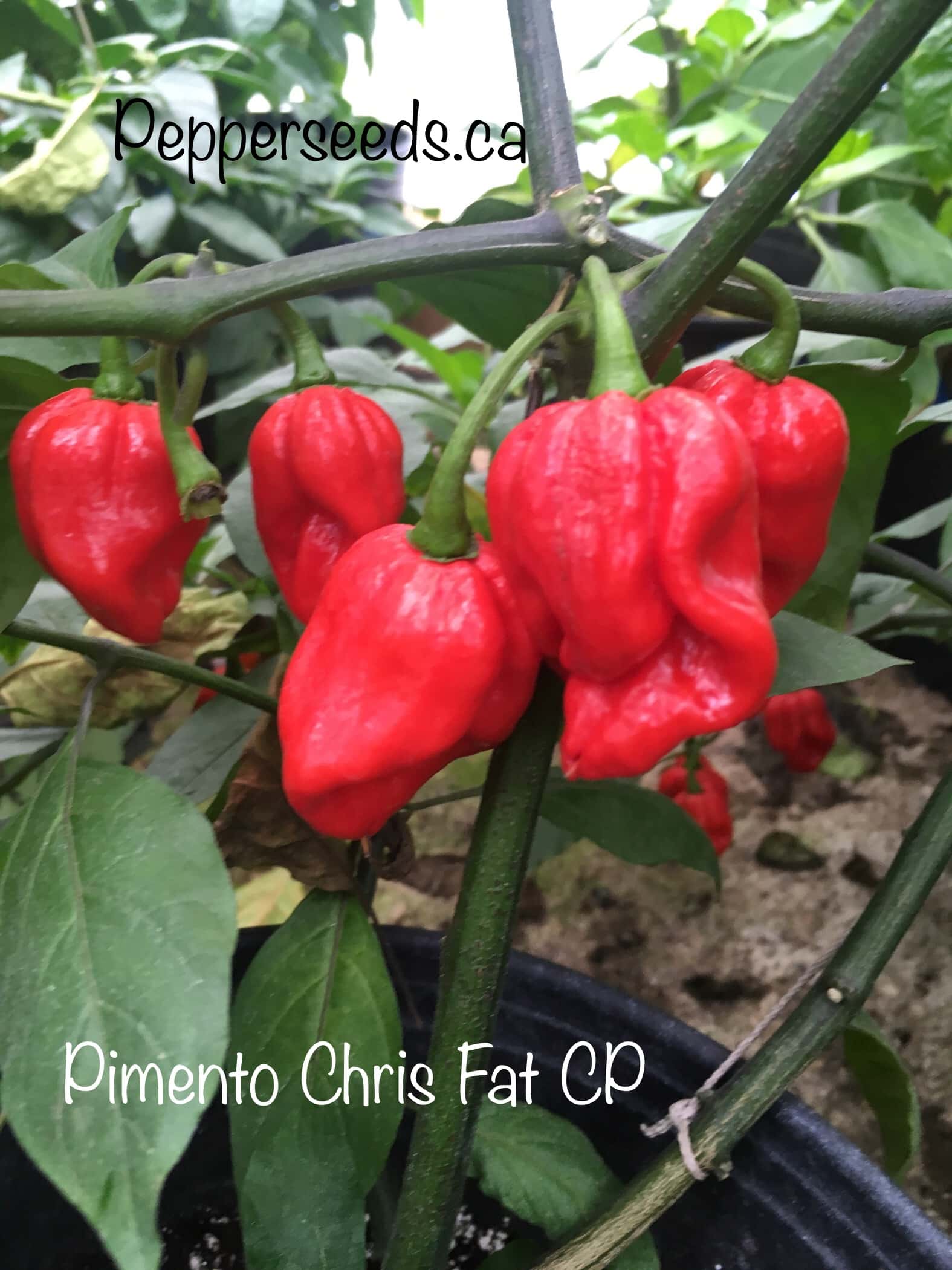 Pimento Chris Fat CP