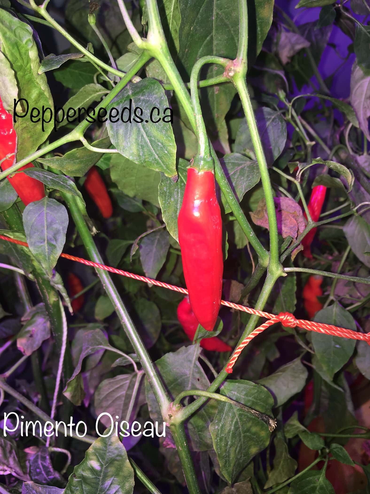 Pimento Oiseau